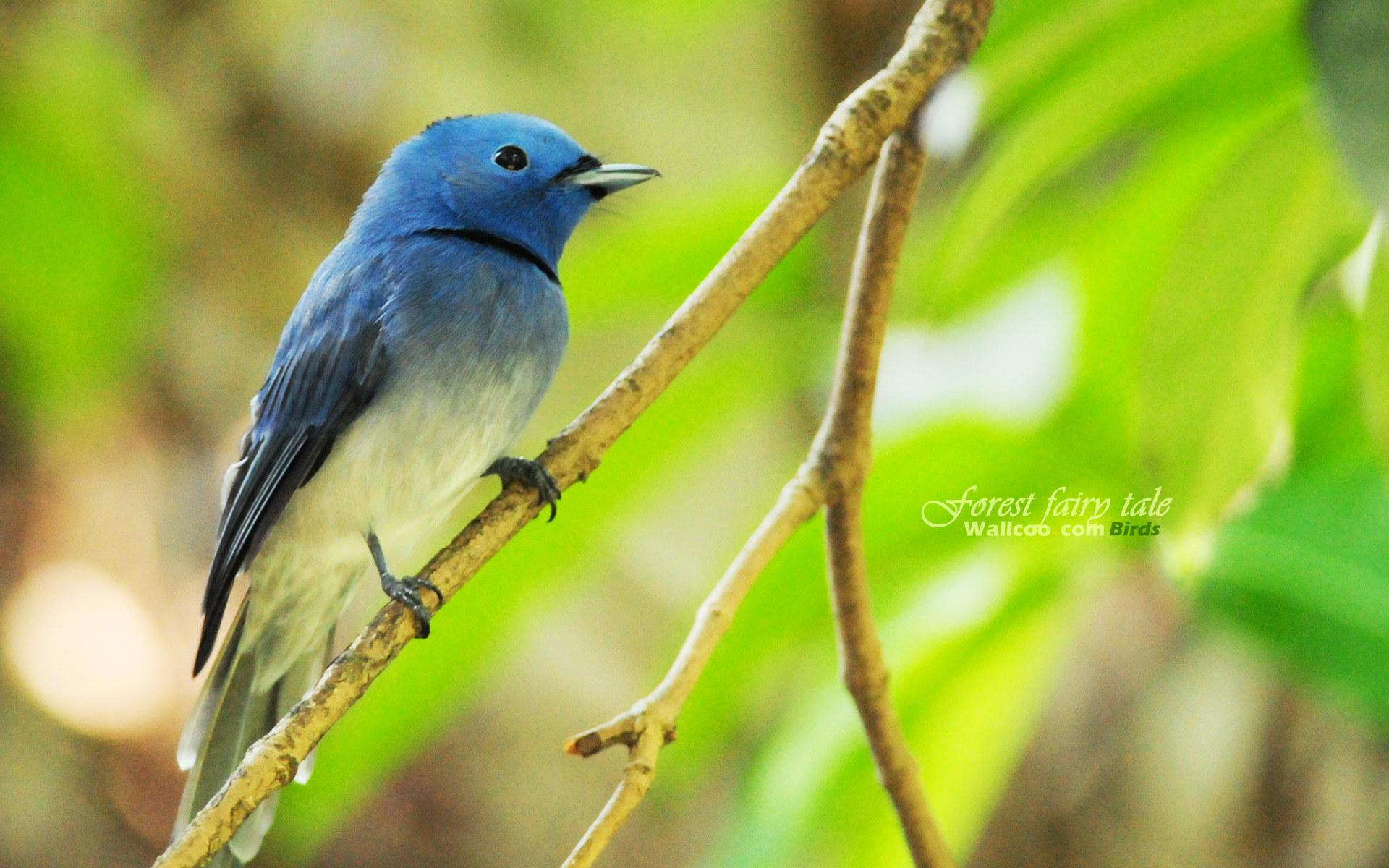 Baixar papel de parede para celular de Pássaro, Aves, Animais gratuito.