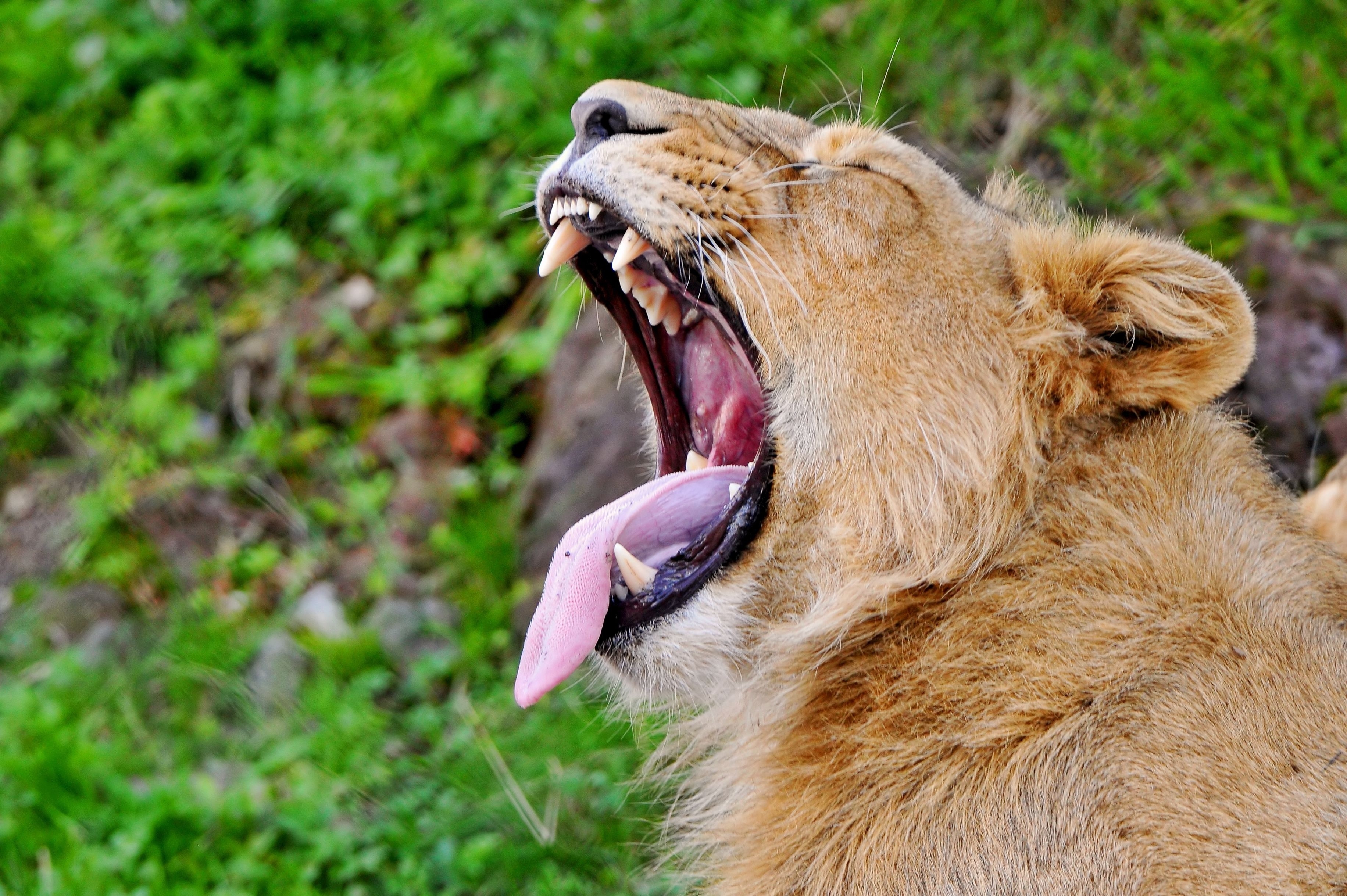 grin, muzzle, animals, aggression, lion, predator, protruding tongue, tongue stuck out, profile, scream, cry phone wallpaper