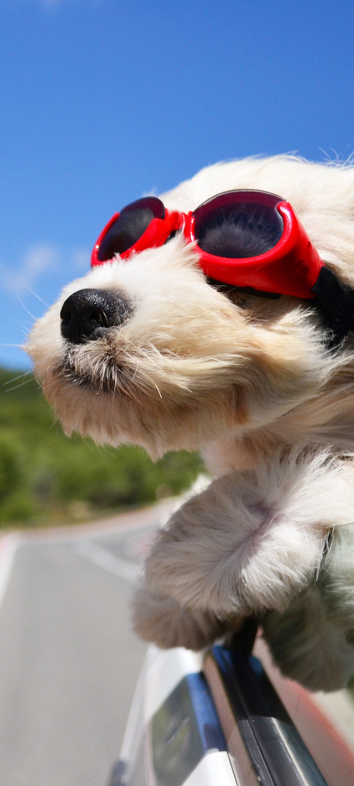 Baixar papel de parede para celular de Animais, Cães, Cão, Óculos gratuito.