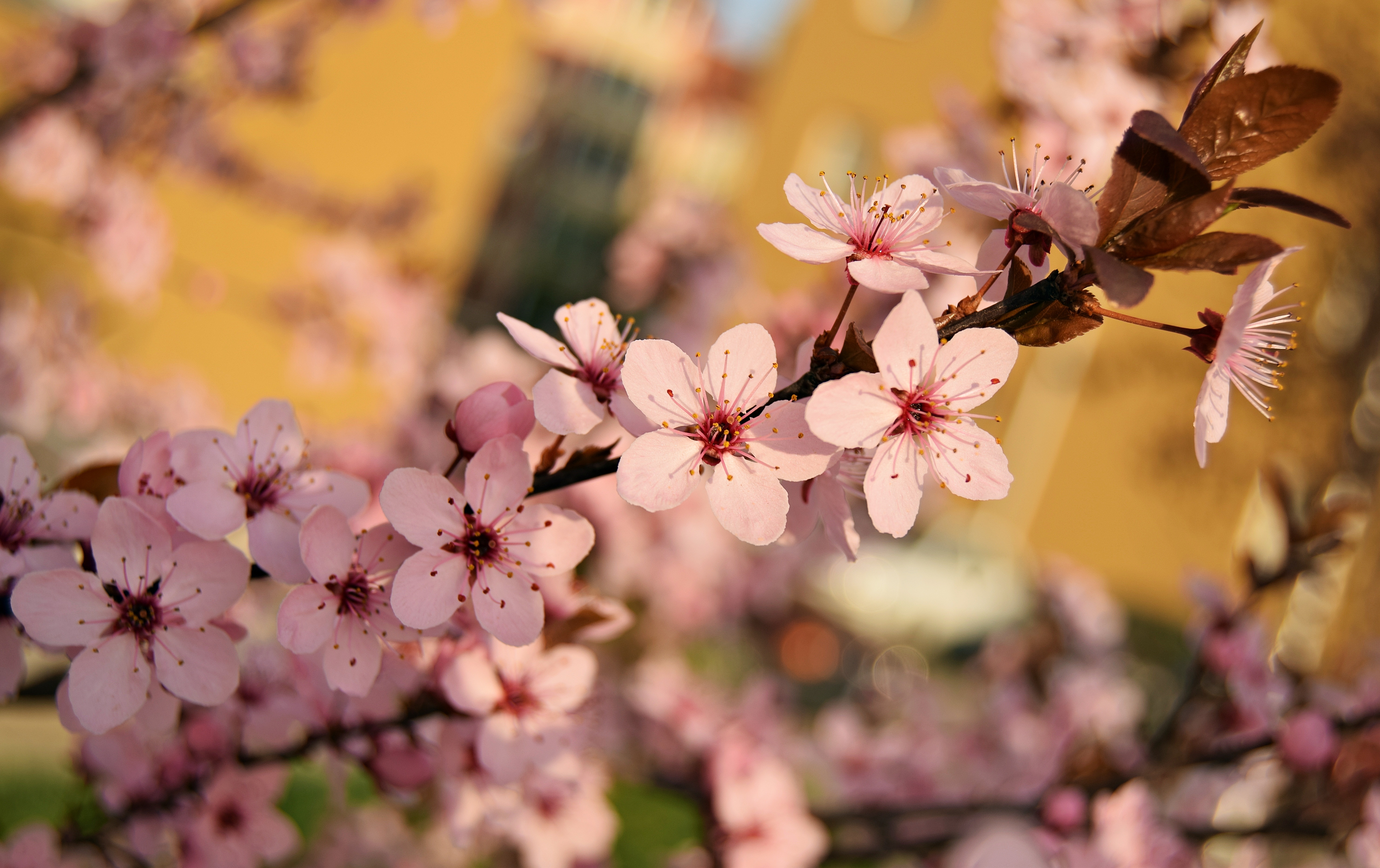 Laden Sie das Blühen, Blühenden, Zweig, Ast, Blumen, Frühling-Bild kostenlos auf Ihren PC-Desktop herunter