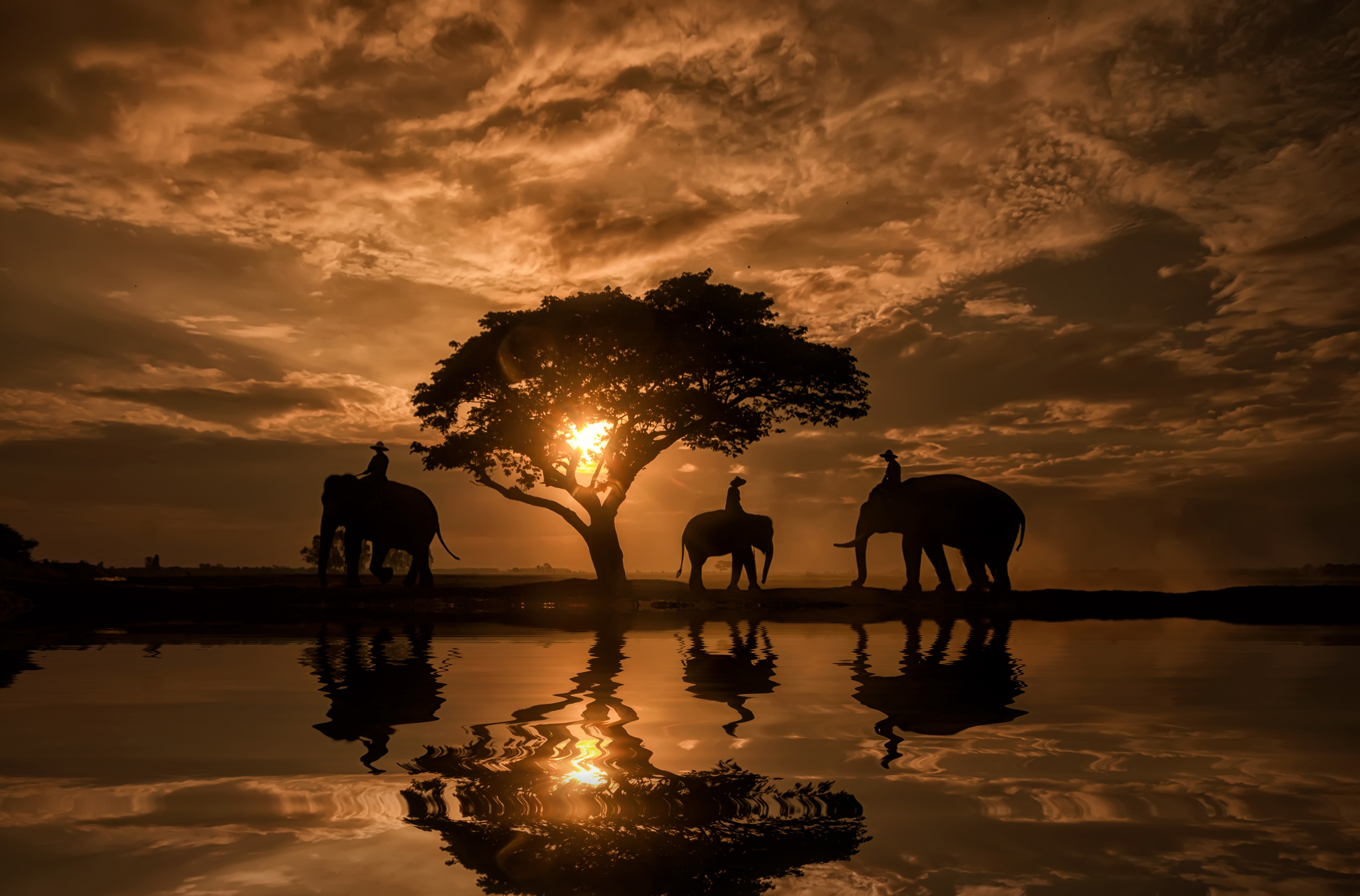 Download mobile wallpaper Sunset, Sky, Reflection, Silhouette, Tree, Elephant, Photography for free.