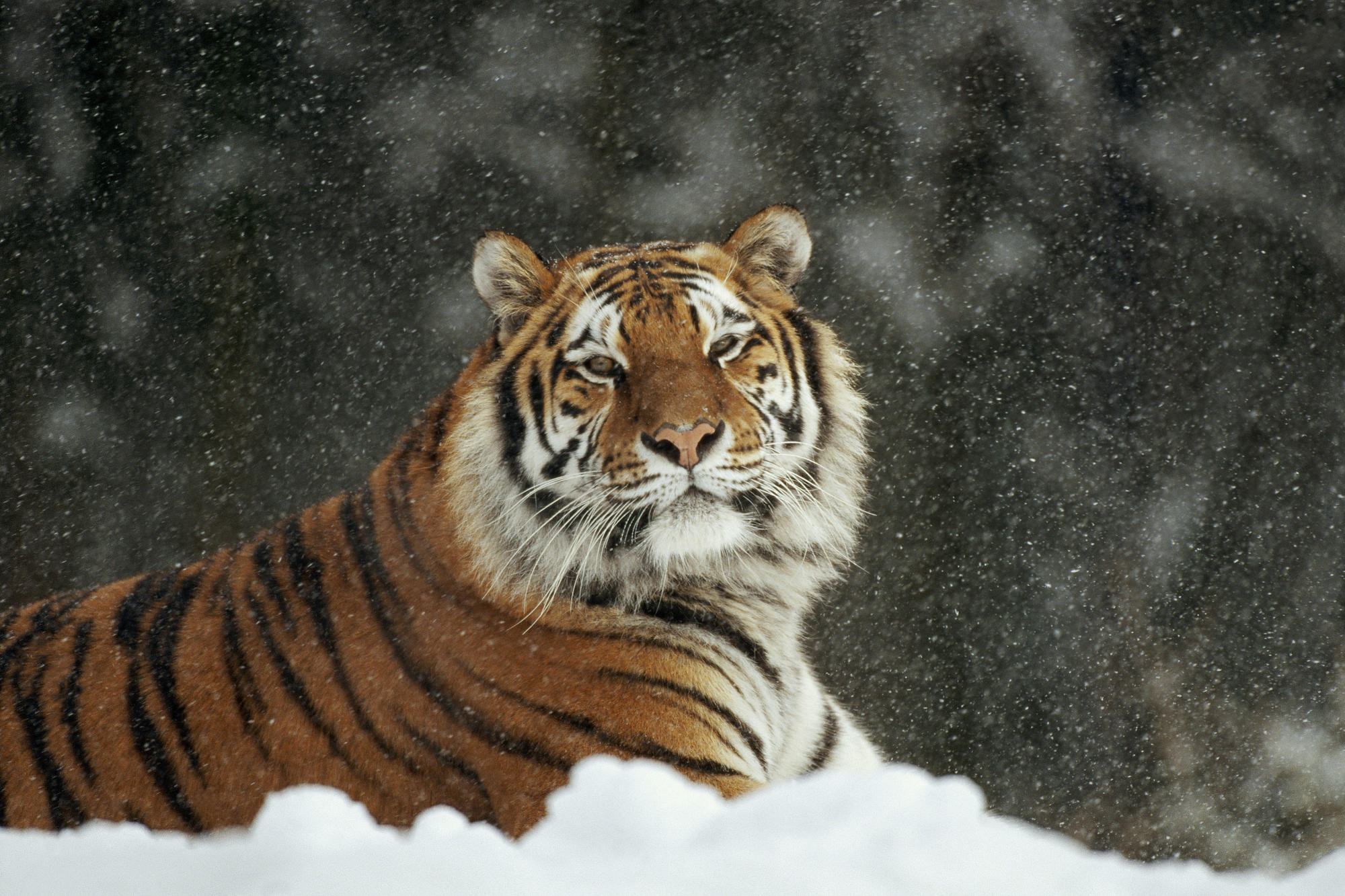 tiger, snowfall, animals, snow, predator, big cat download HD wallpaper