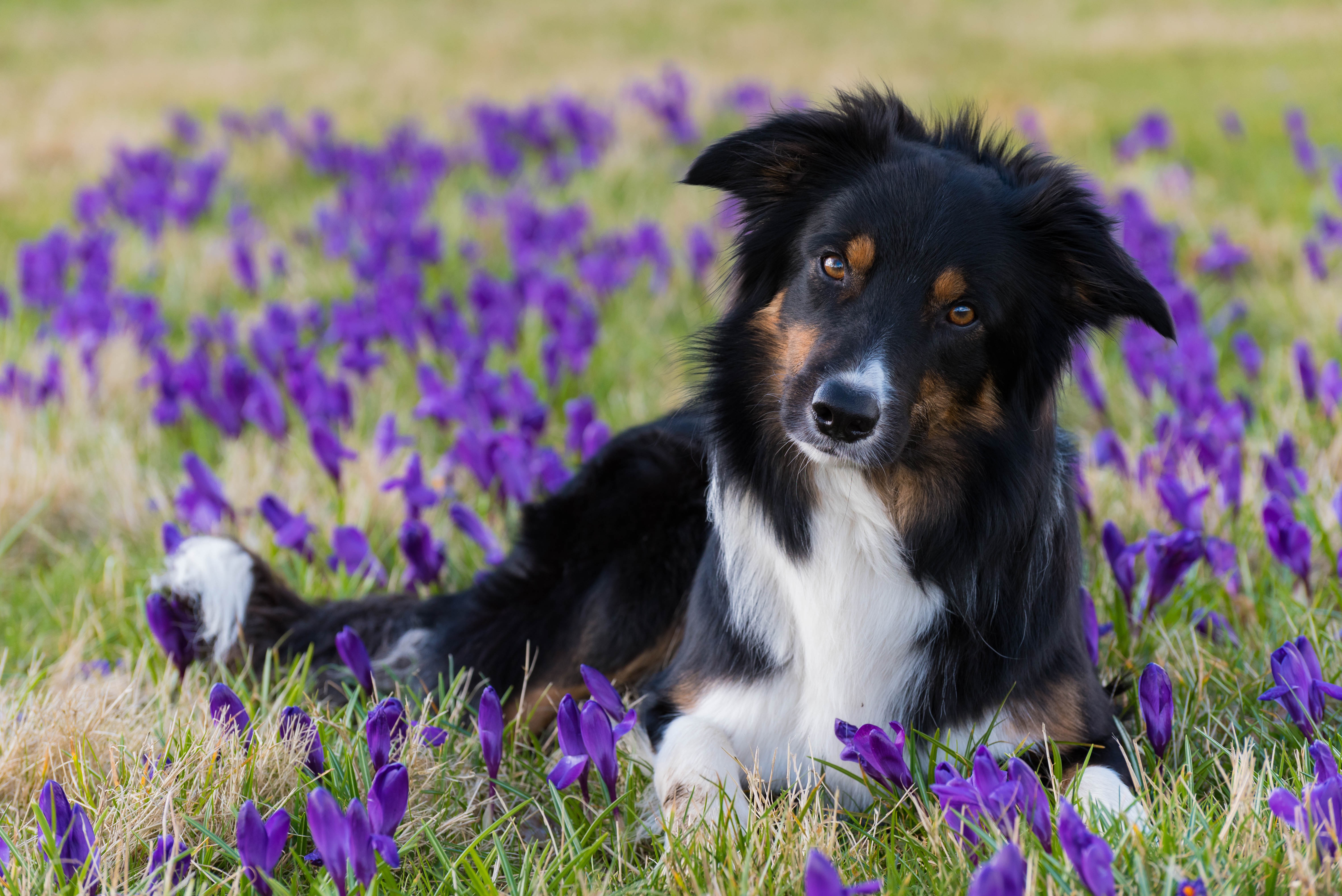 Download mobile wallpaper Dogs, Flower, Dog, Muzzle, Animal, Crocus, Border Collie, Purple Flower for free.
