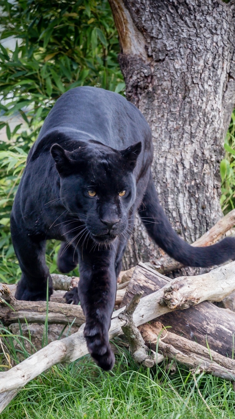 Download mobile wallpaper Cats, Close Up, Animal, Panther, Black Panther for free.