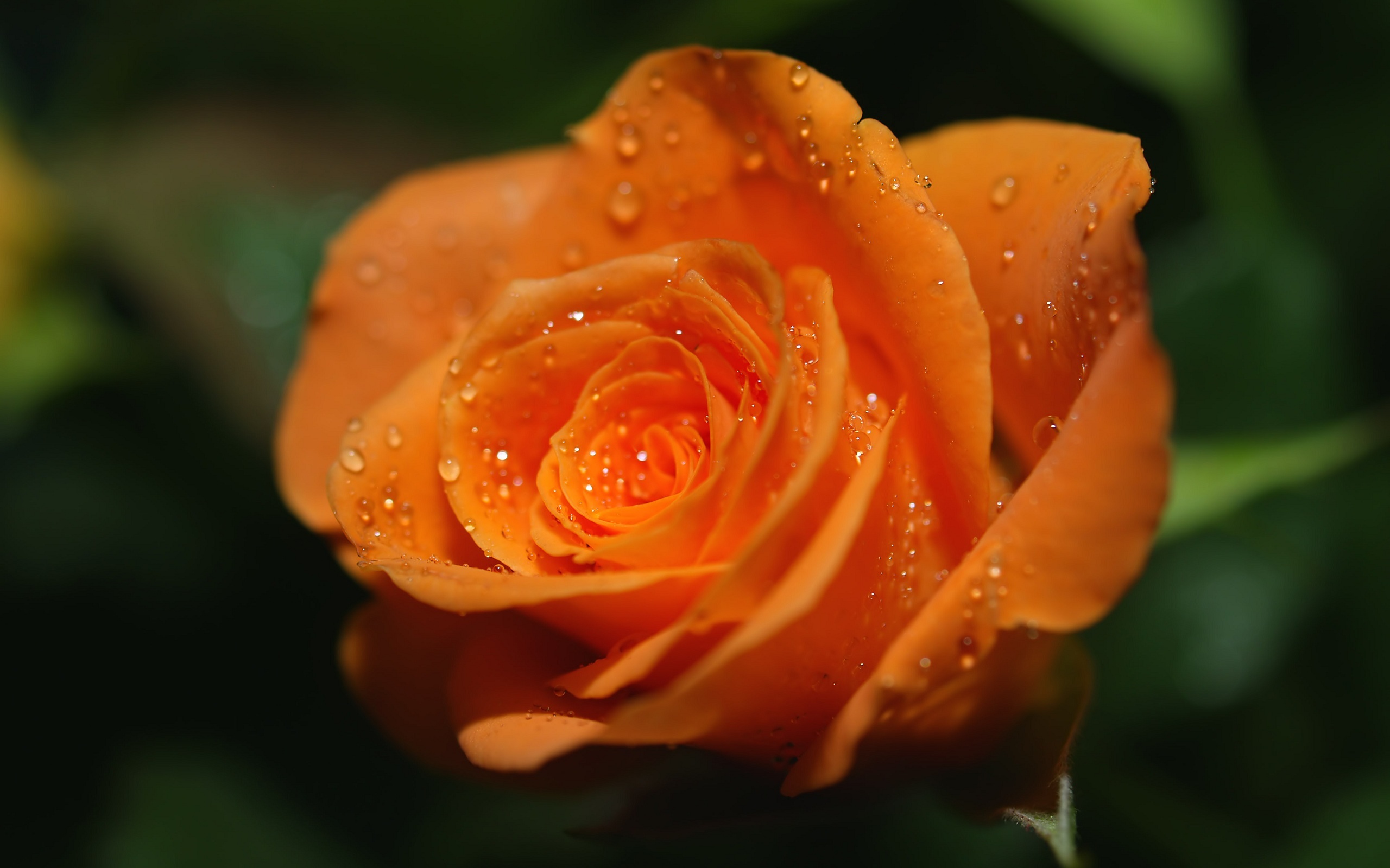 PCデスクトップに植物, フラワーズ, オレンジ, バラ画像を無料でダウンロード