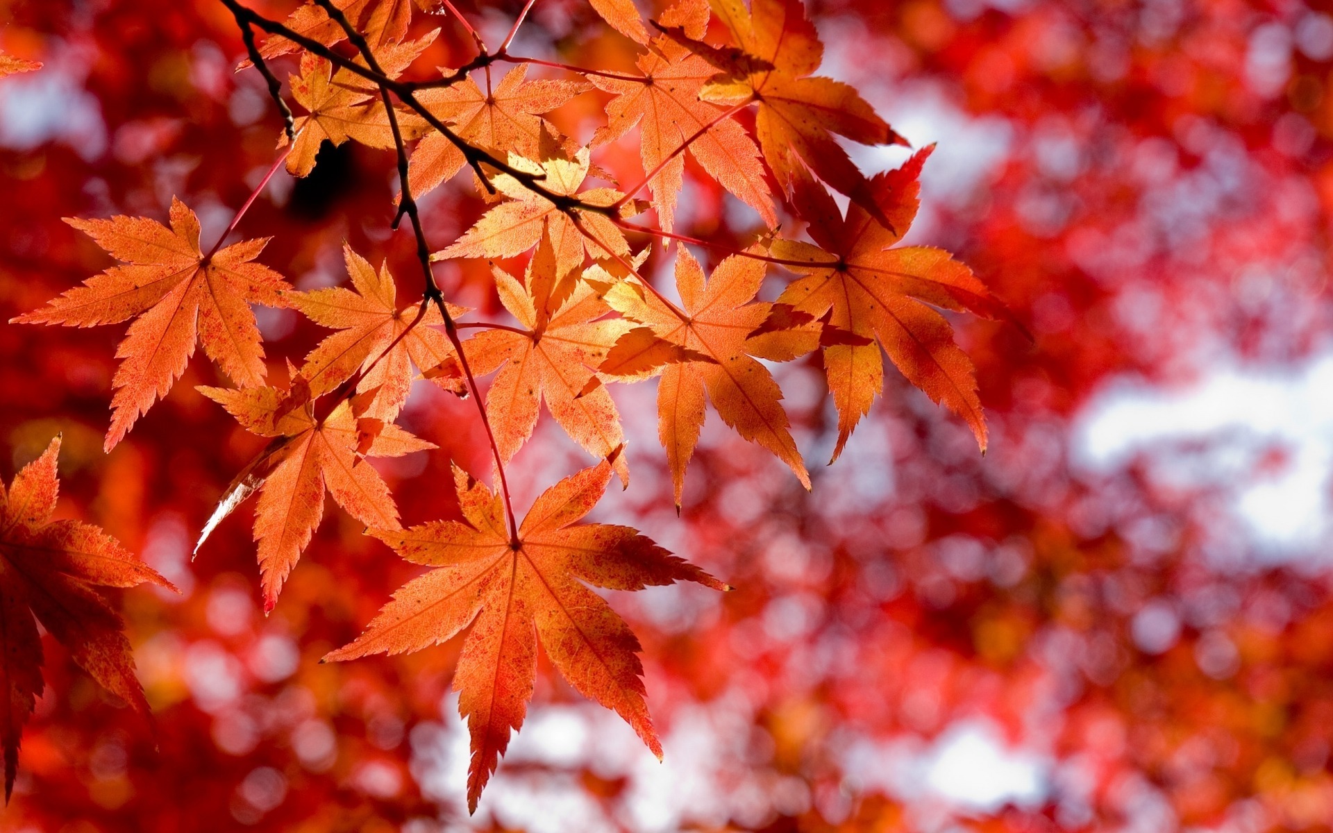 Descarga gratuita de fondo de pantalla para móvil de Hoja, Tierra/naturaleza.