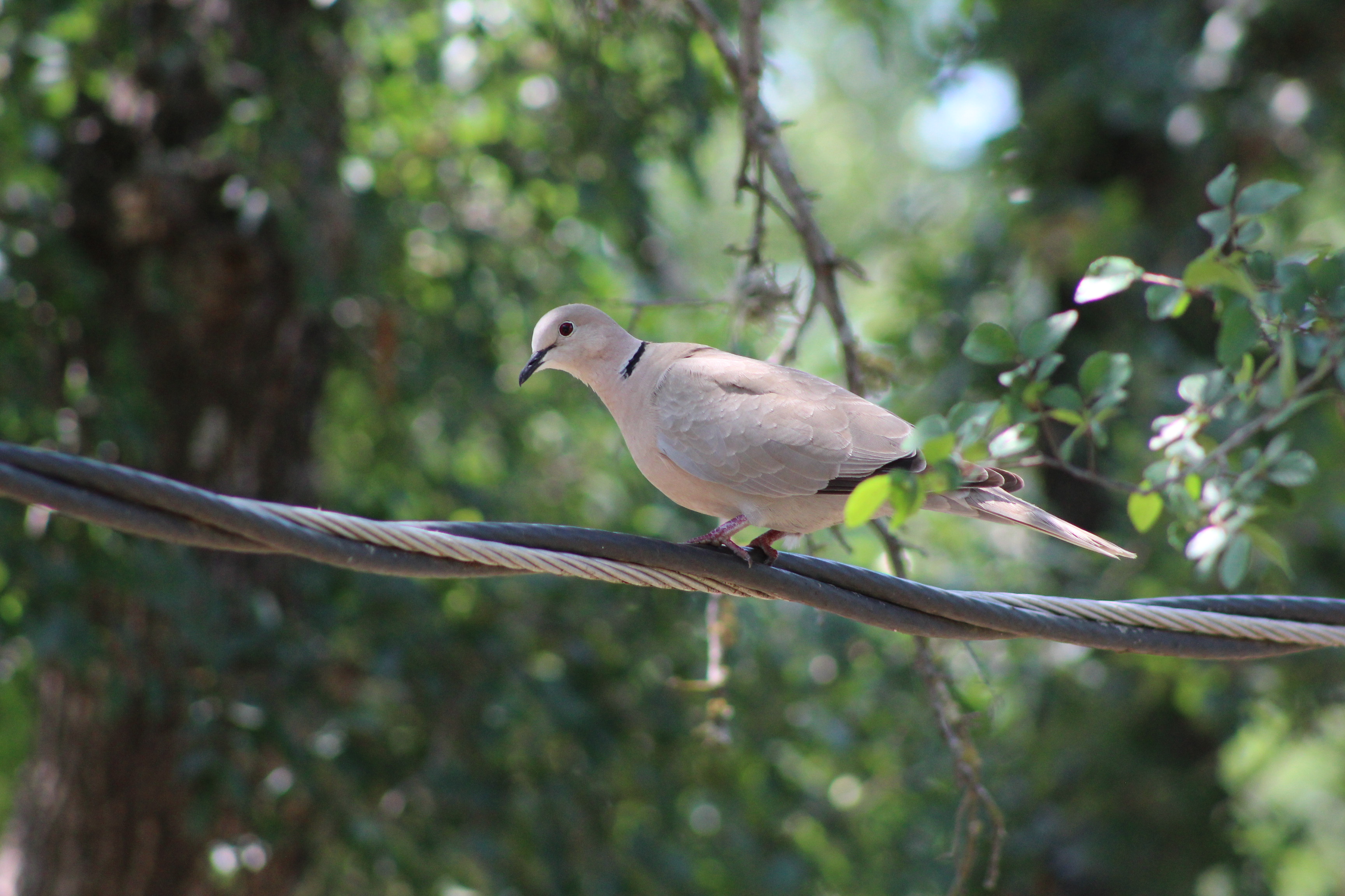 Download mobile wallpaper Dove, Birds, Animal for free.