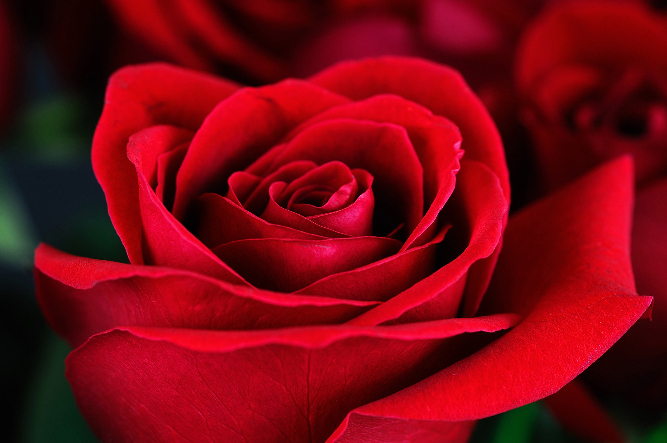 Descarga gratis la imagen Flores, Rosa, Rosa Roja, Flor Roja, Tierra/naturaleza, Macrofotografía en el escritorio de tu PC