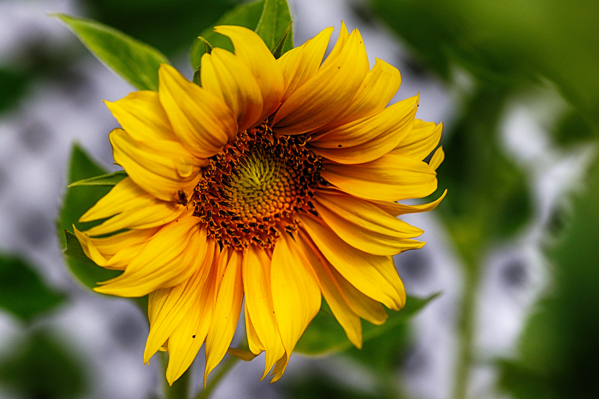 Download mobile wallpaper Flowers, Flower, Close Up, Earth, Sunflower, Yellow Flower for free.