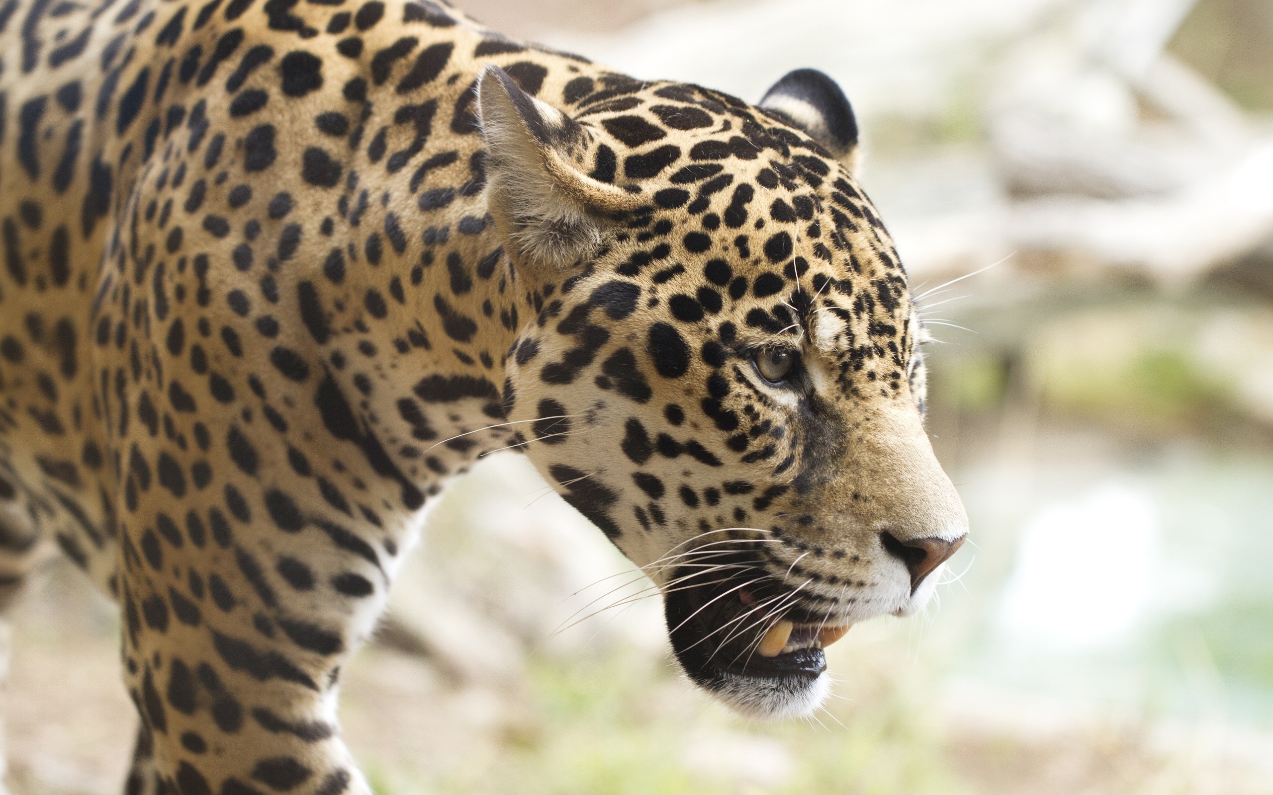 Téléchargez des papiers peints mobile Jaguar, Chats, Animaux gratuitement.