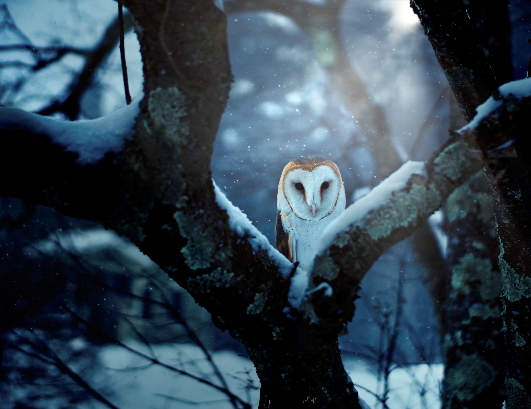 Download mobile wallpaper Winter, Birds, Bird, Animal, Barn Owl for free.