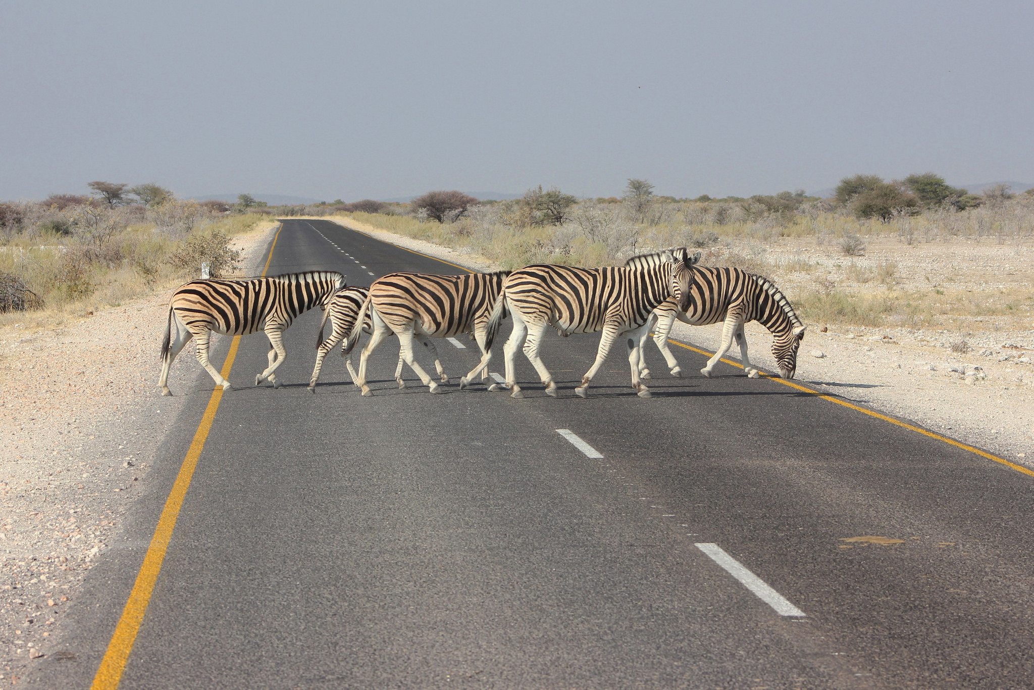 Download mobile wallpaper Zebra, Road, Animal for free.