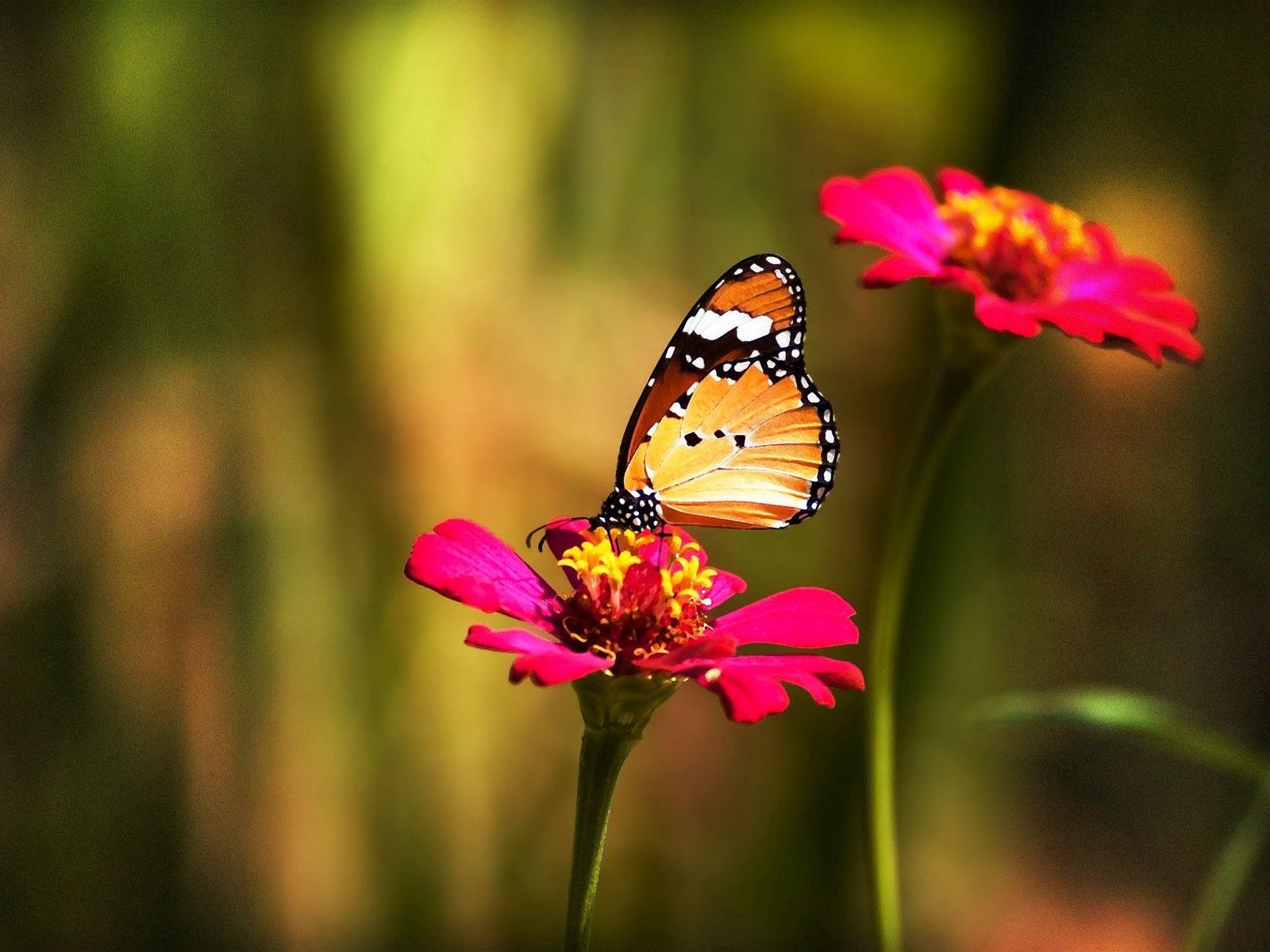 Download mobile wallpaper Grass, Flower, Macro, Motley, Multicolored, Butterfly for free.