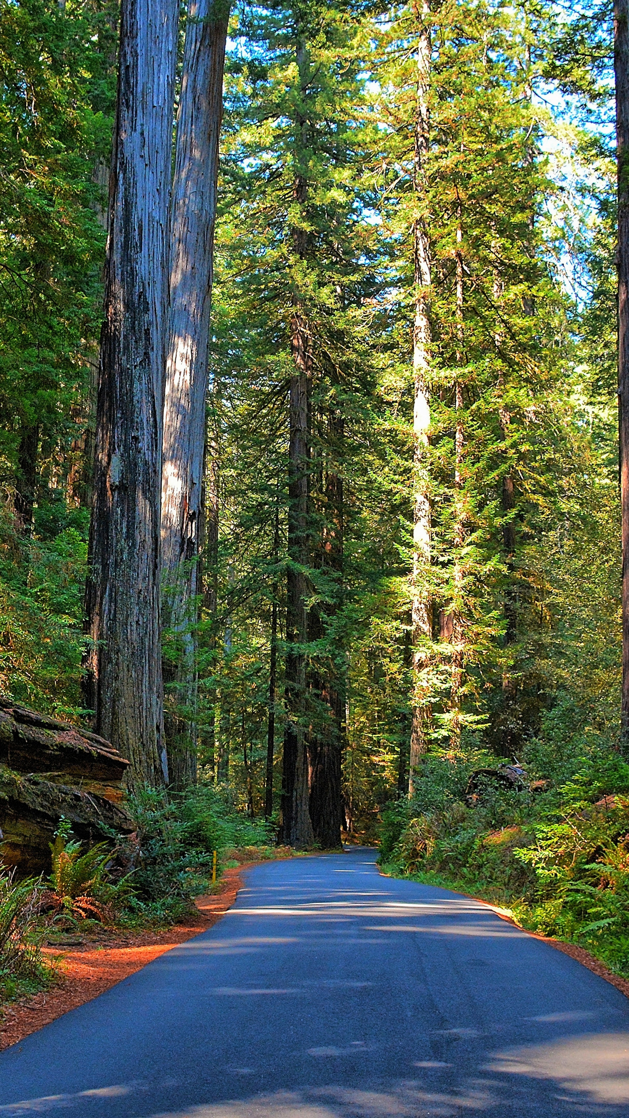Download mobile wallpaper Nature, Road, Forest, Tree, Man Made, Redwood for free.