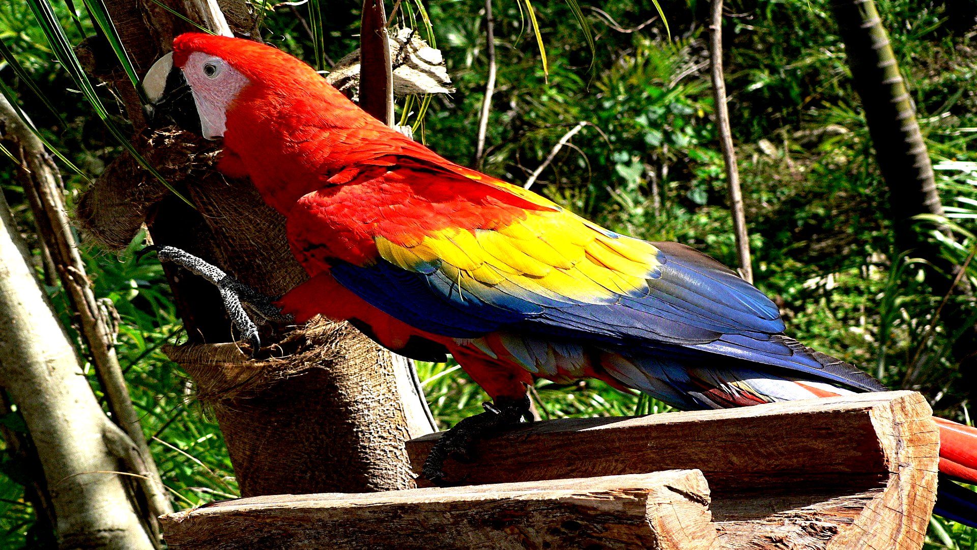 Download mobile wallpaper Animal, Scarlet Macaw for free.
