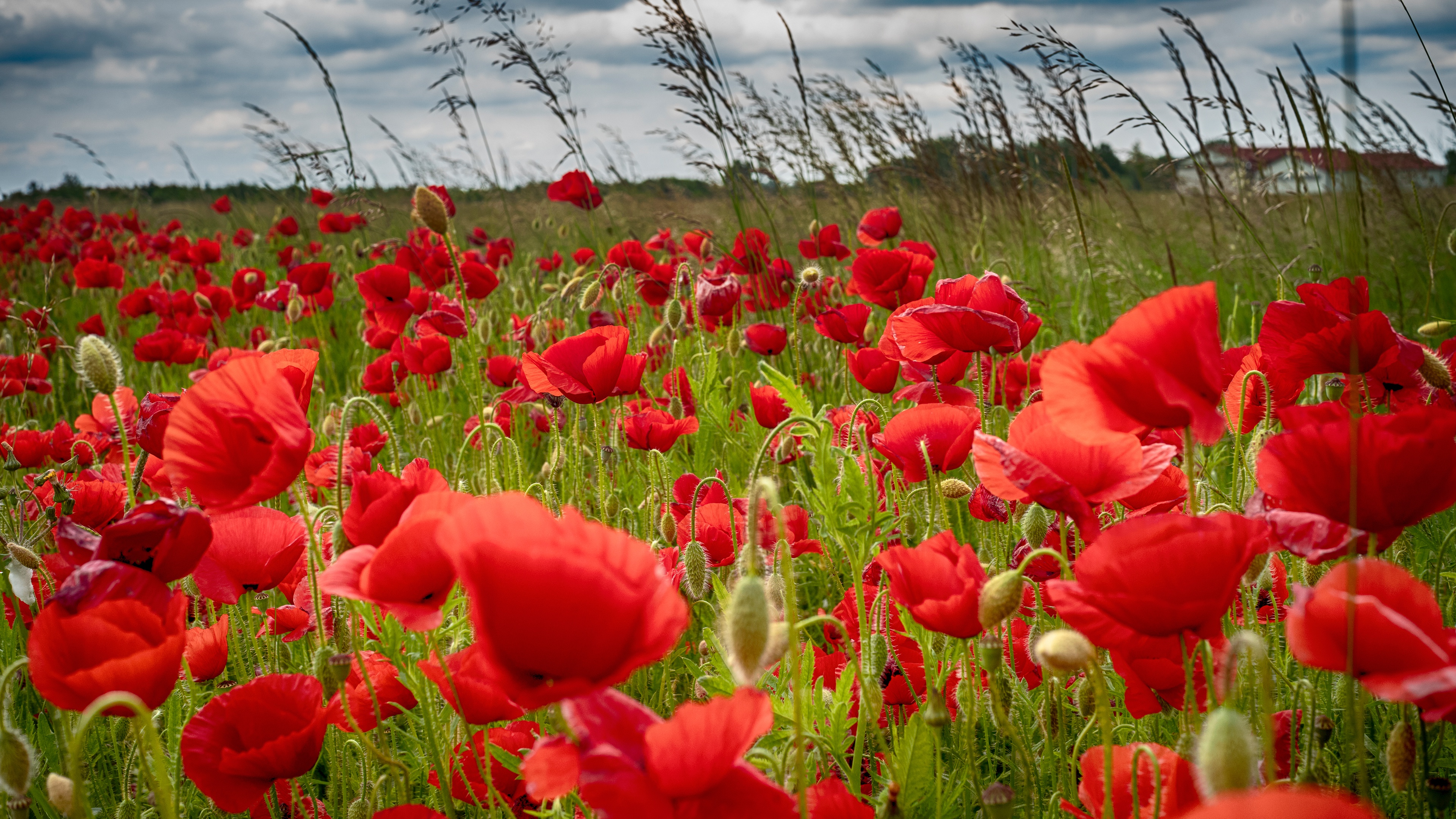 Descarga gratuita de fondo de pantalla para móvil de Flores, Flor, Amapola, Flor Roja, Tierra/naturaleza.