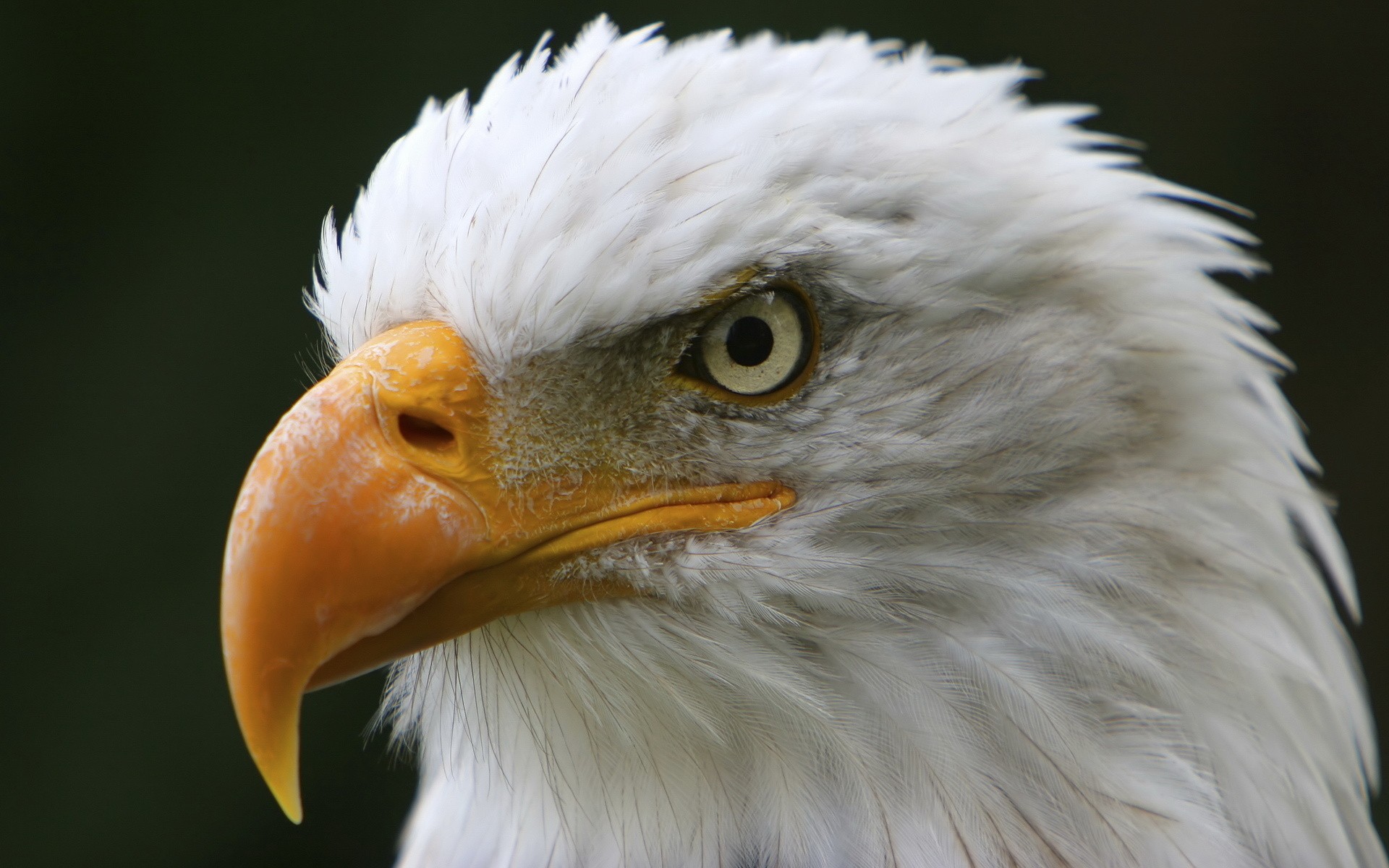 Скачать картинку Белоголовый Орлан, Птицы, Животные в телефон бесплатно.