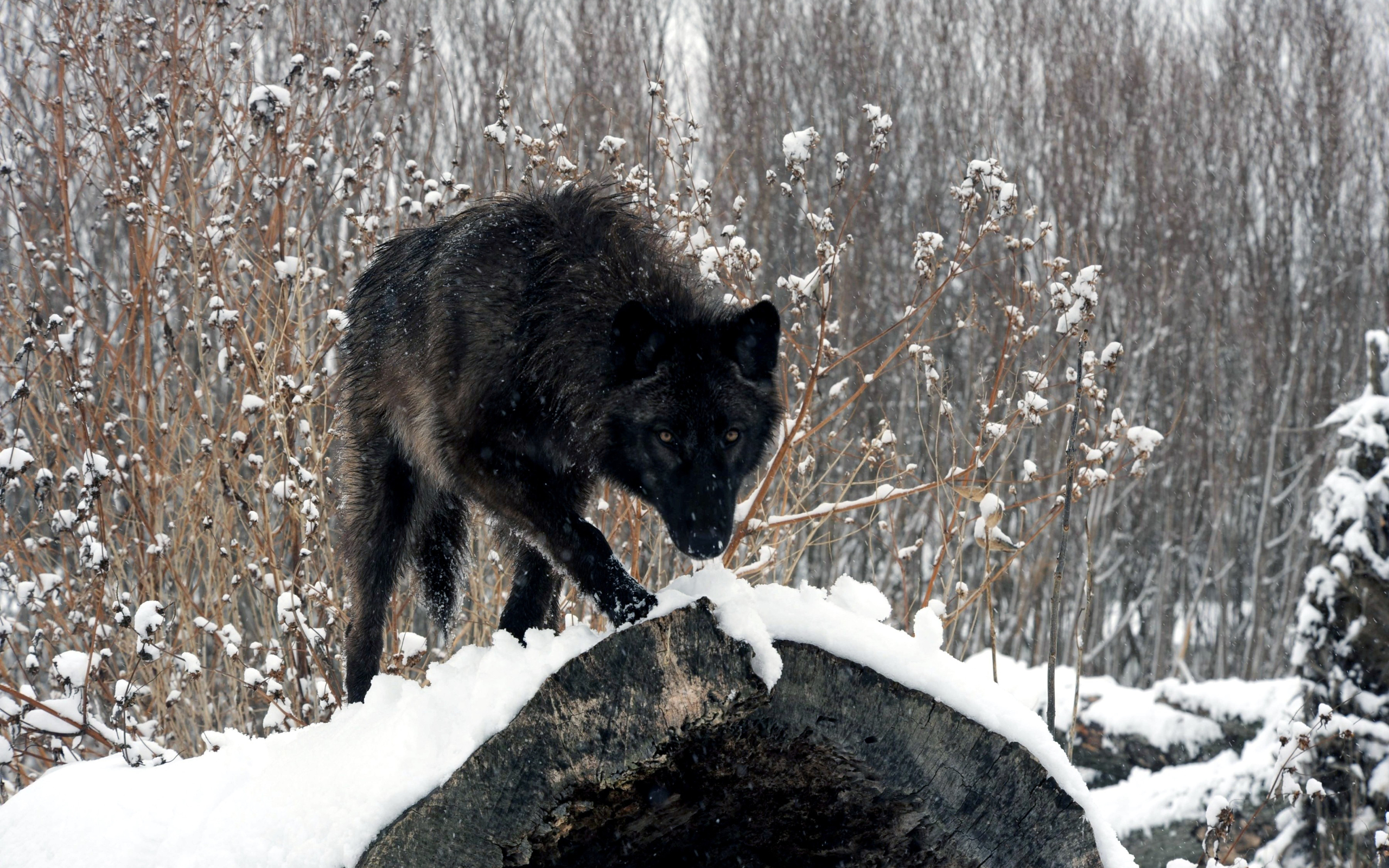 Descarga gratuita de fondo de pantalla para móvil de Animales, Lobo.