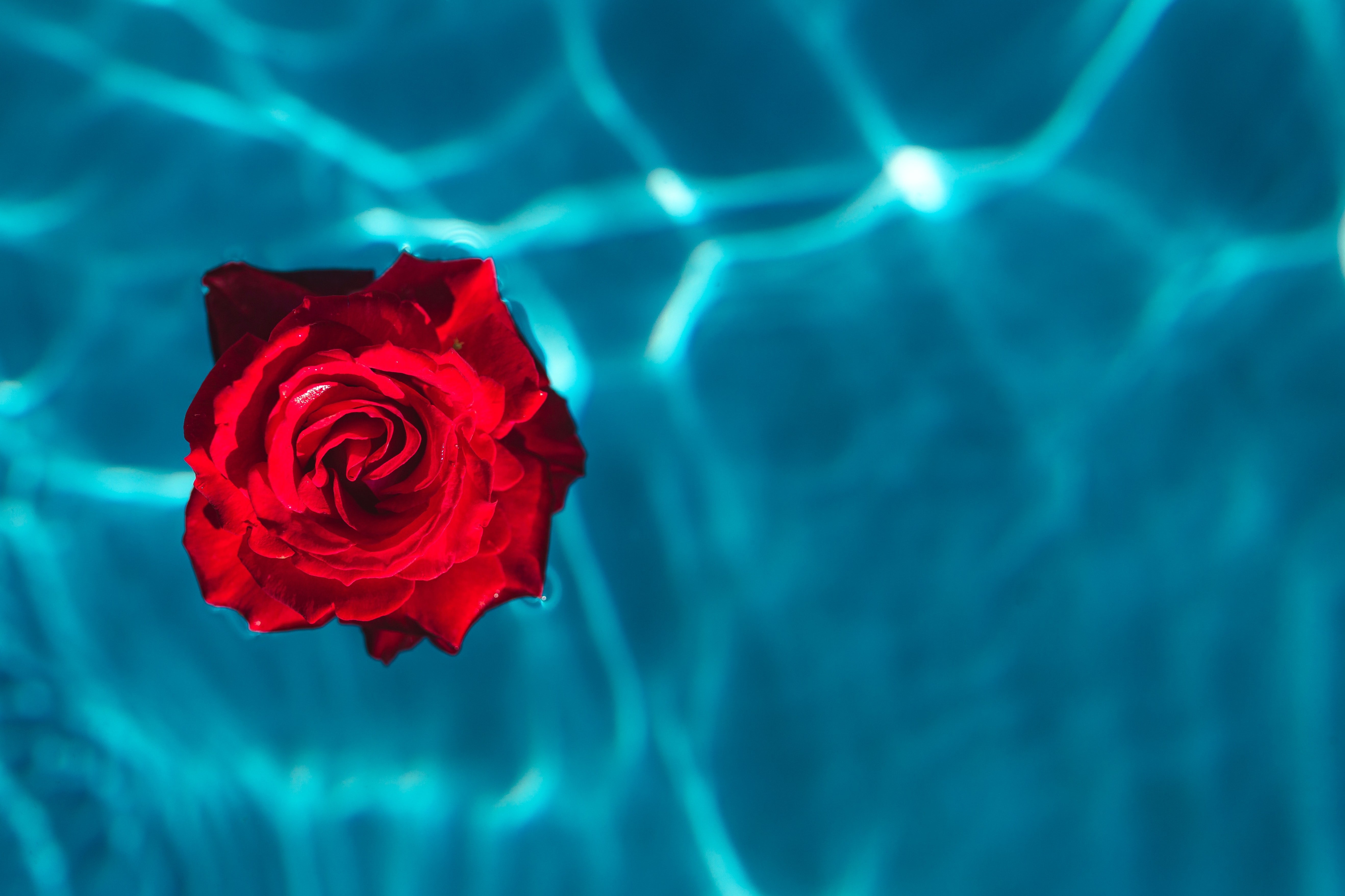 Laden Sie das Knospe, Bud, Rose, Wasser, Minimalismus-Bild kostenlos auf Ihren PC-Desktop herunter