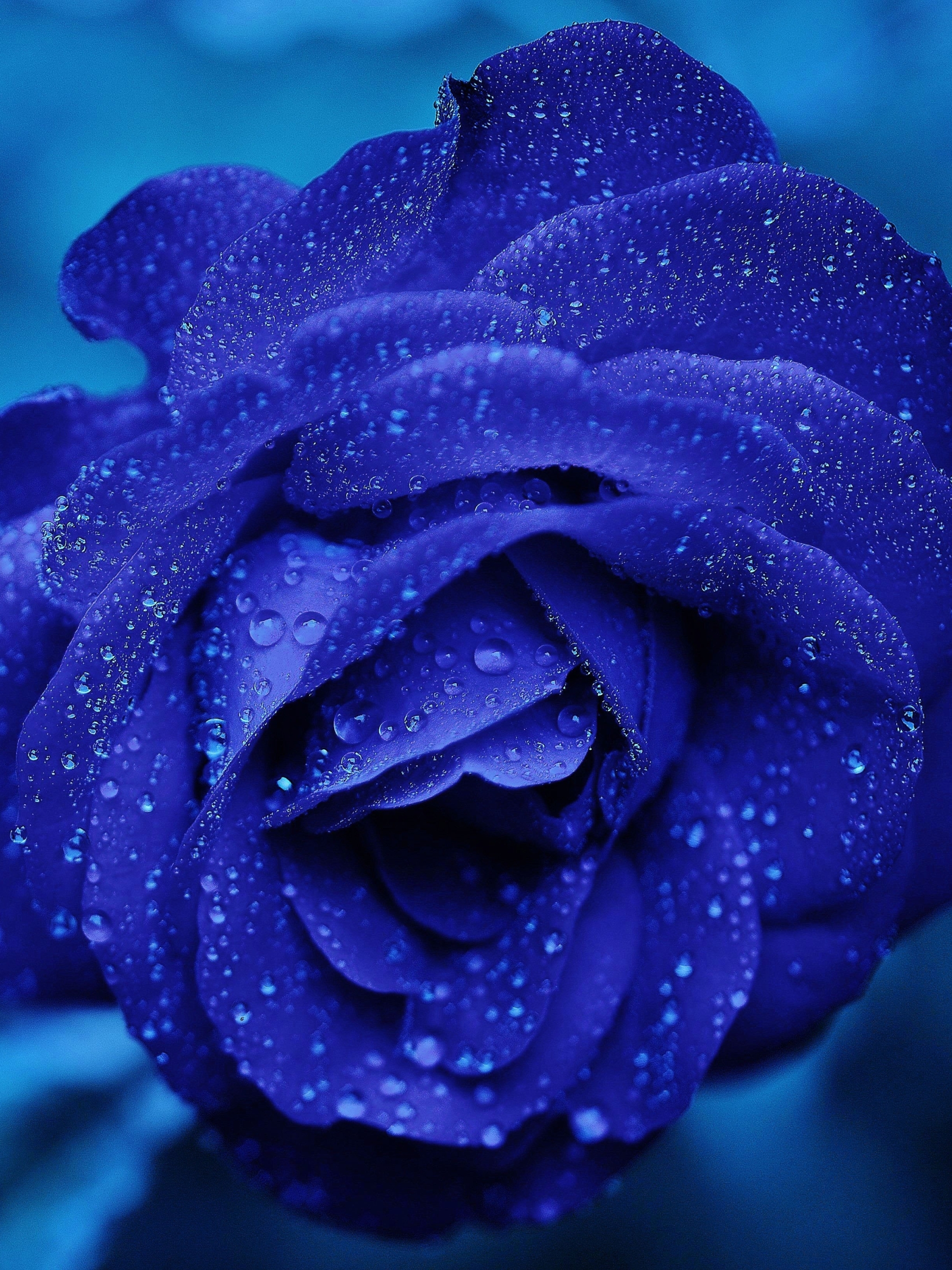 1180981 завантажити шпалери земля, роза, квітка, синя квітка, крапля води, блакитна троянда, флауерзи - заставки і картинки безкоштовно