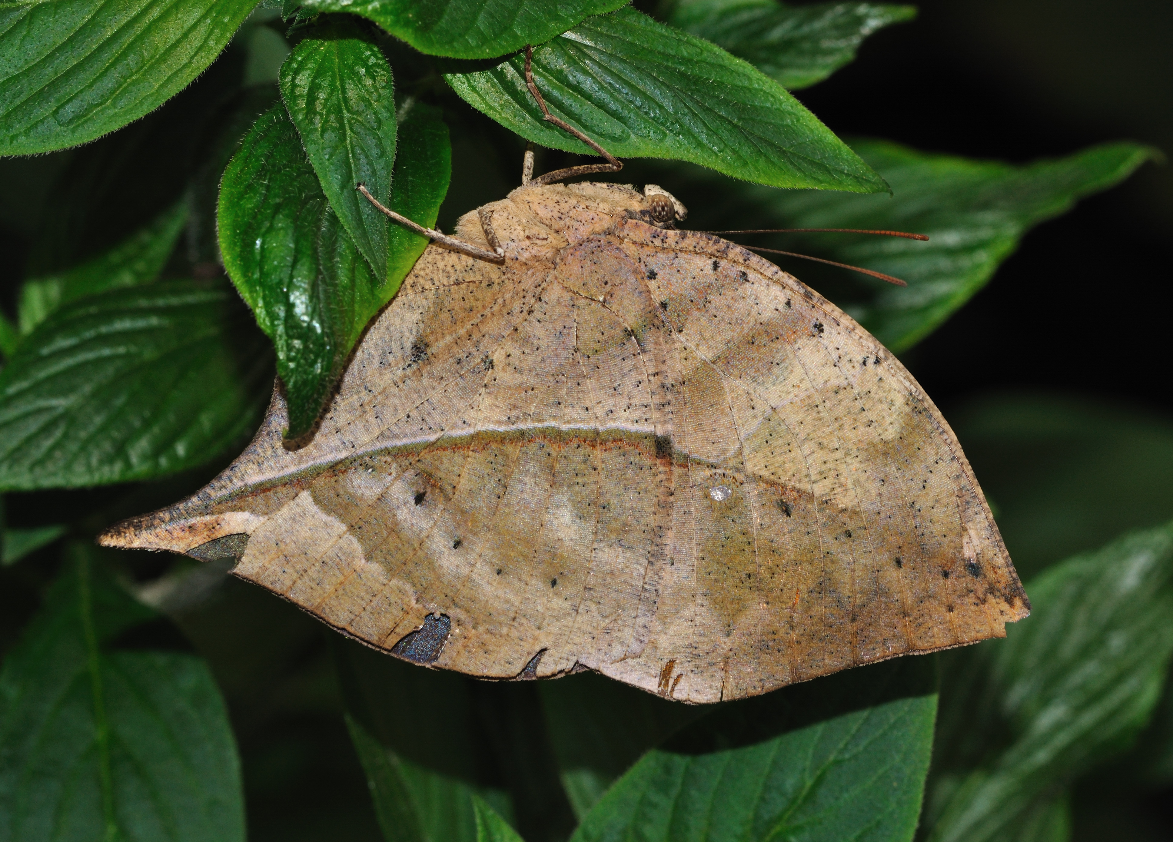 Descarga gratuita de fondo de pantalla para móvil de Animales, Mariposa.