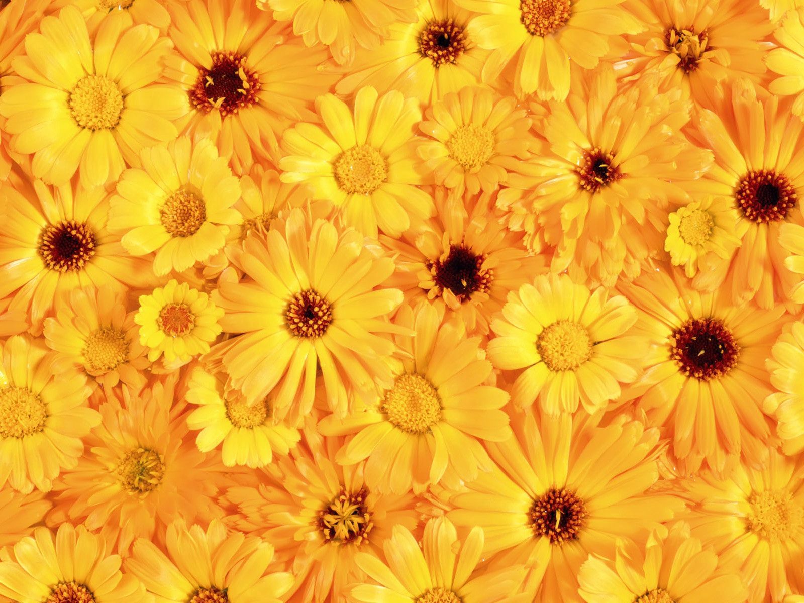 111162 descargar fondo de pantalla flores, brillante, gerberas, amarillo, soleado, solar: protectores de pantalla e imágenes gratis
