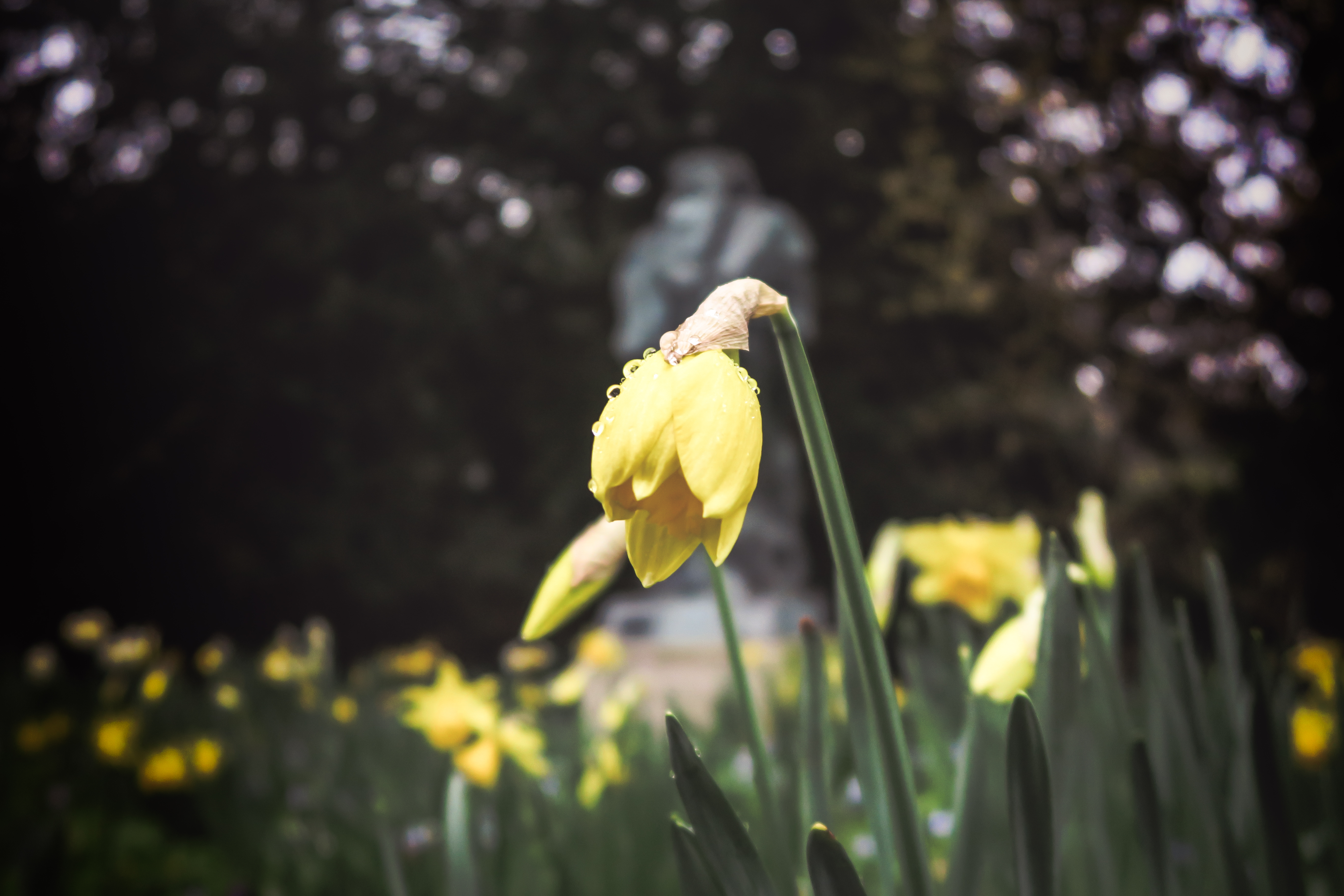 Laden Sie das Makro, Blumenbeet, Narzisse, Narcissus, Blume, Frühling-Bild kostenlos auf Ihren PC-Desktop herunter