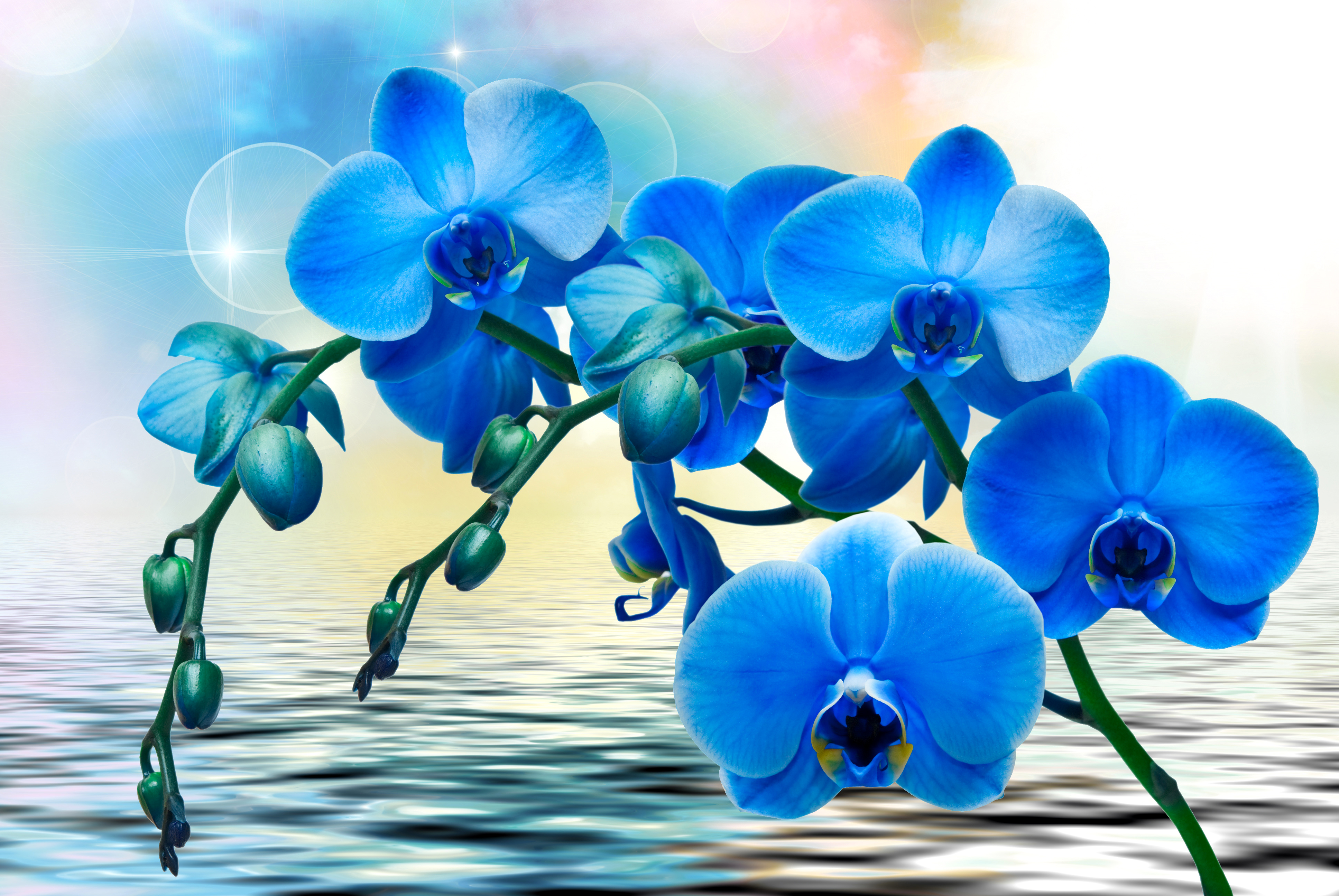 390131 скачать обои орхидея, вода, синий цветок, флауэрсы, земля/природа, цветок - заставки и картинки бесплатно