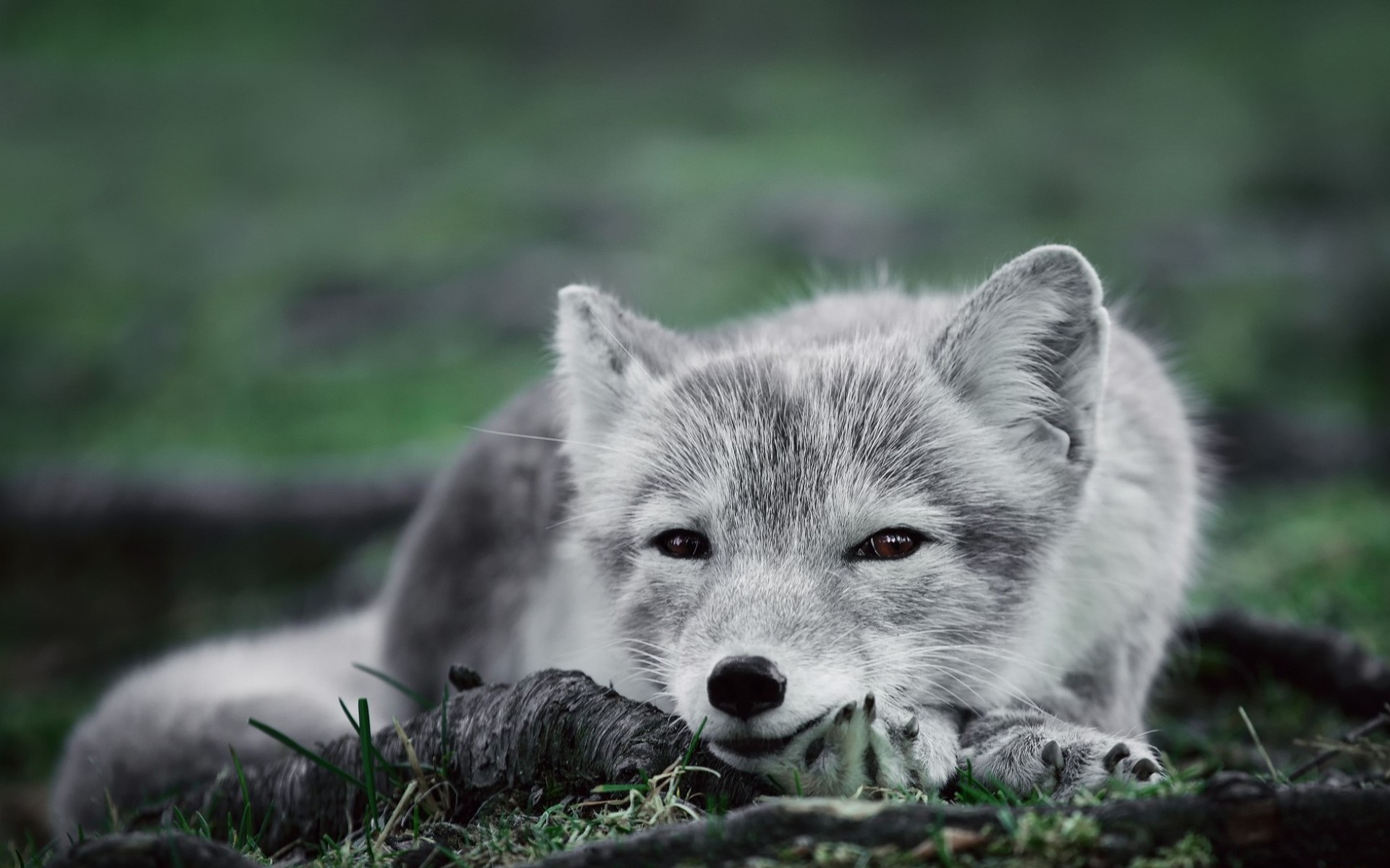 342980 baixar papel de parede raposa polar, animais, raposa do ártico, cães - protetores de tela e imagens gratuitamente