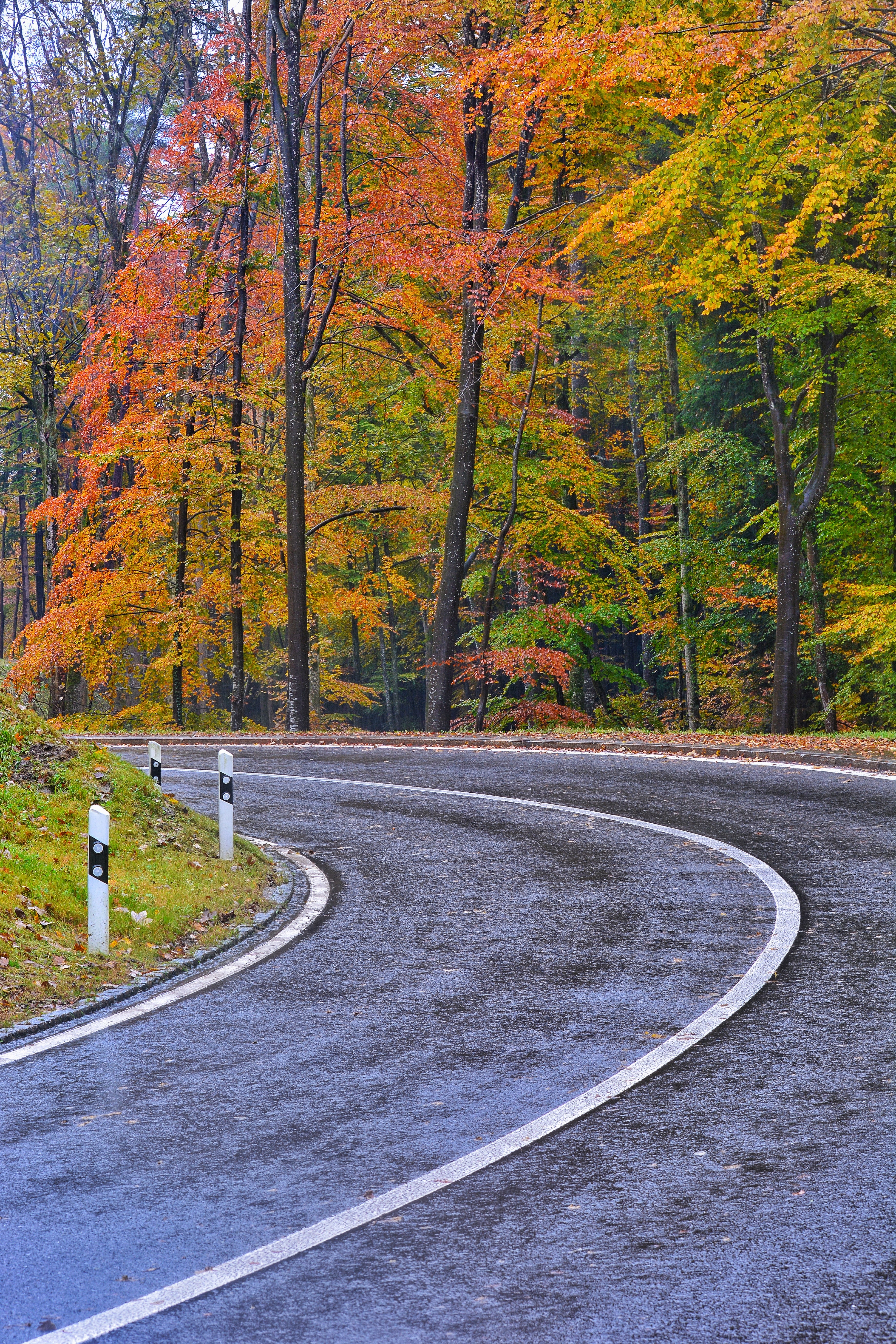 無料モバイル壁紙道路, 道, マークアップ, 自然, 木, 秋をダウンロードします。