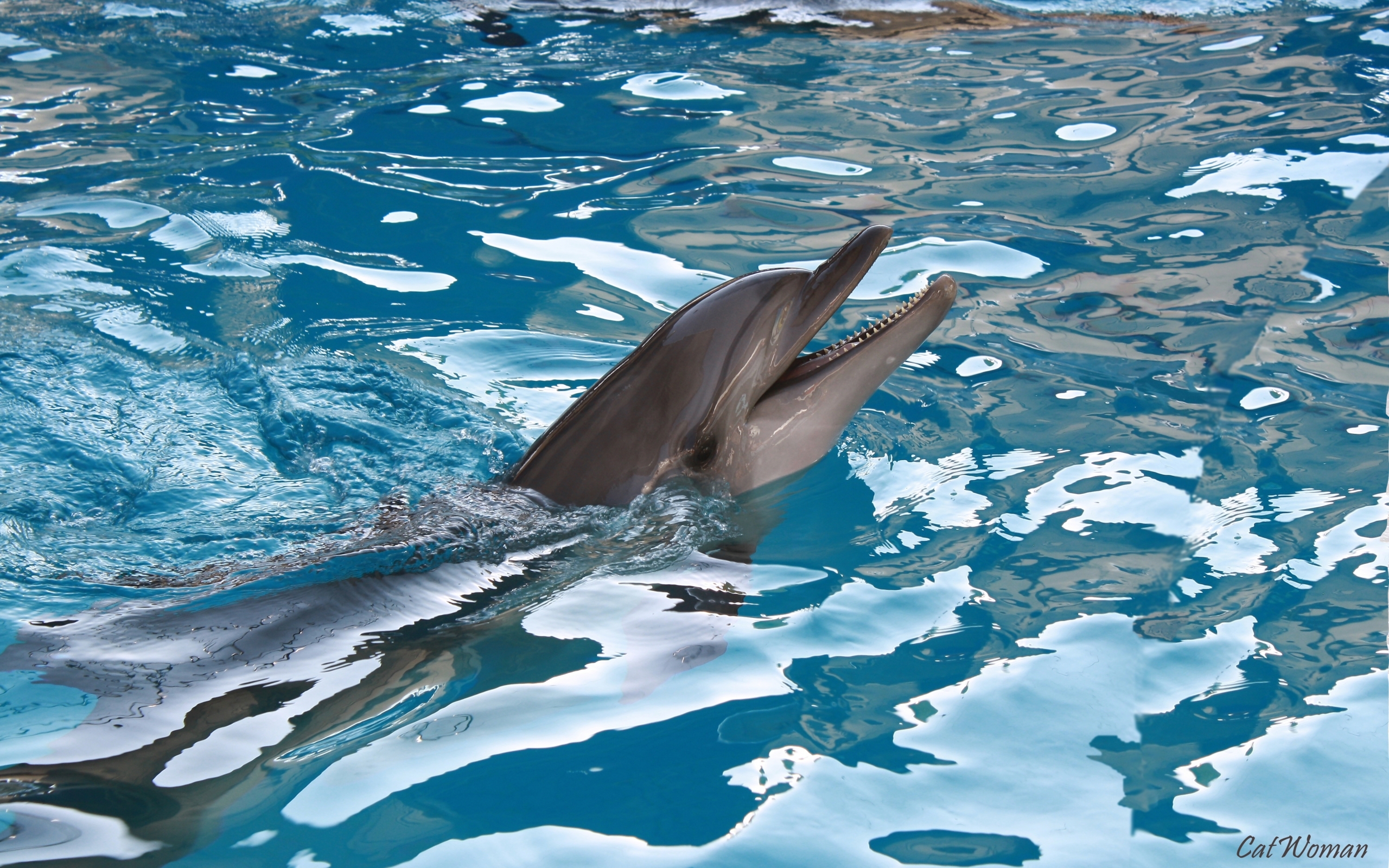 3438 descargar fondo de pantalla delfines, turquesa, animales, agua: protectores de pantalla e imágenes gratis