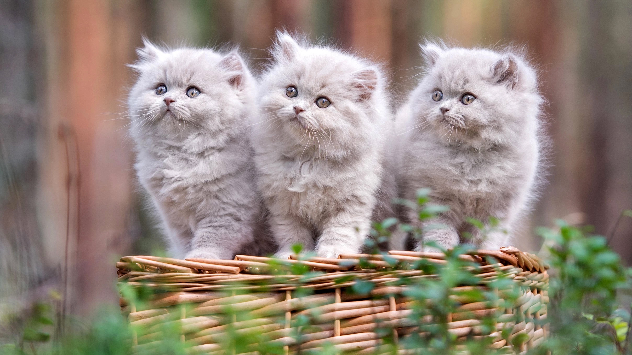Handy-Wallpaper Tiere, Katzen, Katze, Kätzchen, Persische Katze, Tierbaby kostenlos herunterladen.