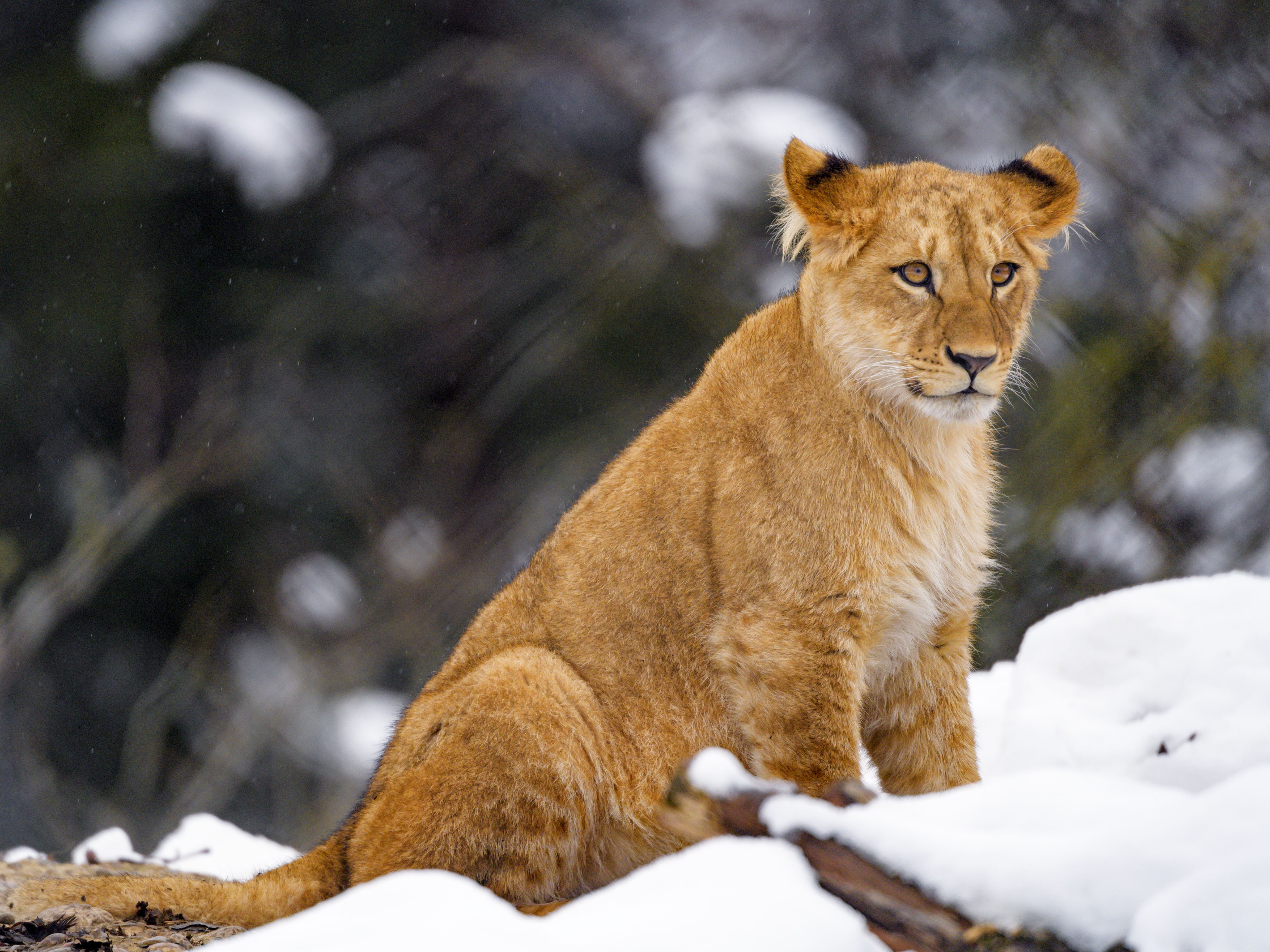 無料モバイル壁紙ライオン, 大きな猫, ビッグキャット, 野生動物, 鳥獣, ライオンの子, 動物, 雪をダウンロードします。