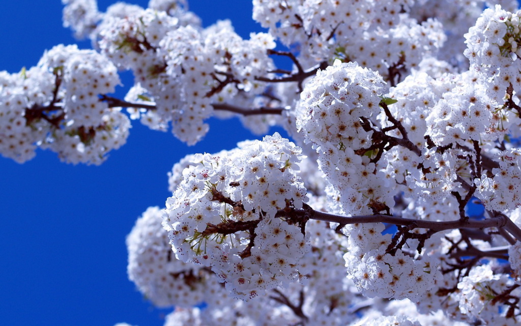 Laden Sie das Blumen, Pflanzen, Bäume-Bild kostenlos auf Ihren PC-Desktop herunter