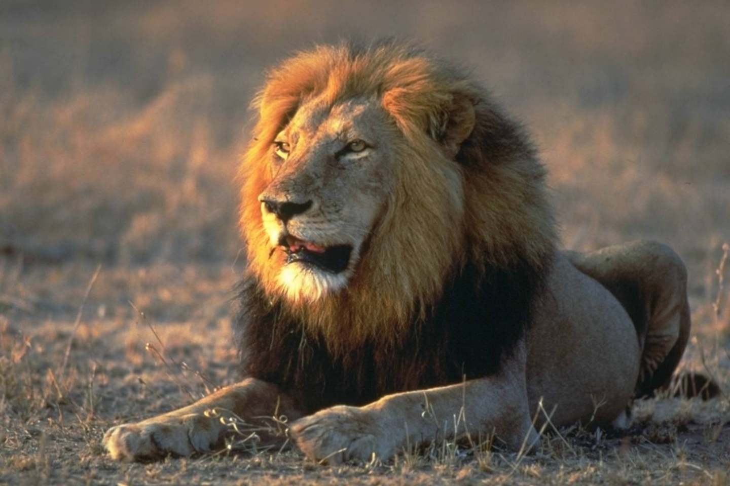 678 descargar fondo de pantalla leones, animales: protectores de pantalla e imágenes gratis