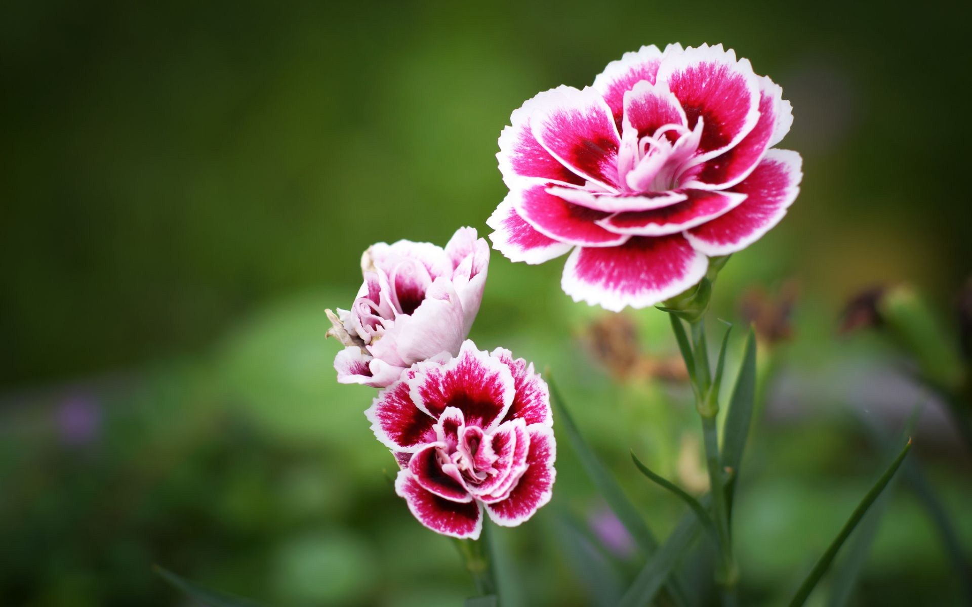 Descarga gratis la imagen Flor, Tierra/naturaleza en el escritorio de tu PC