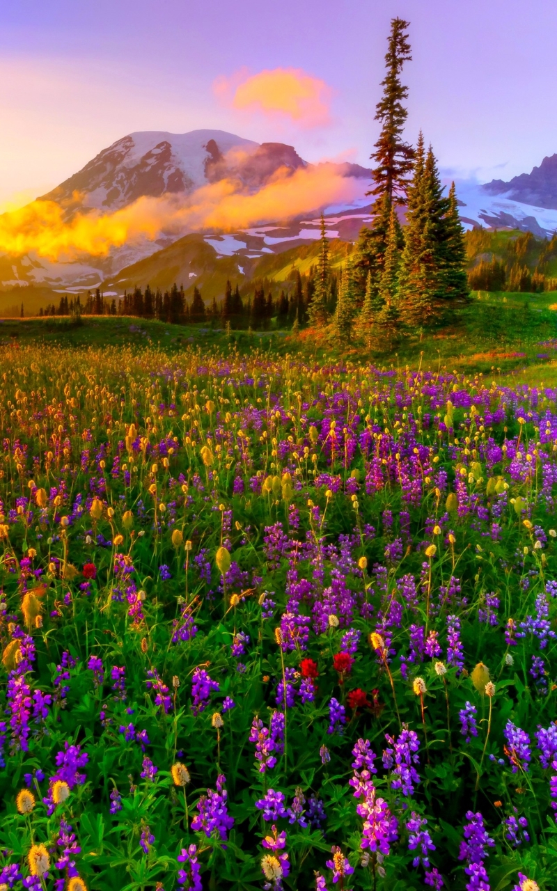 Download mobile wallpaper Landscape, Sunset, Mountain, Flower, Earth, Field, Spring, Meadow, Wildflower for free.