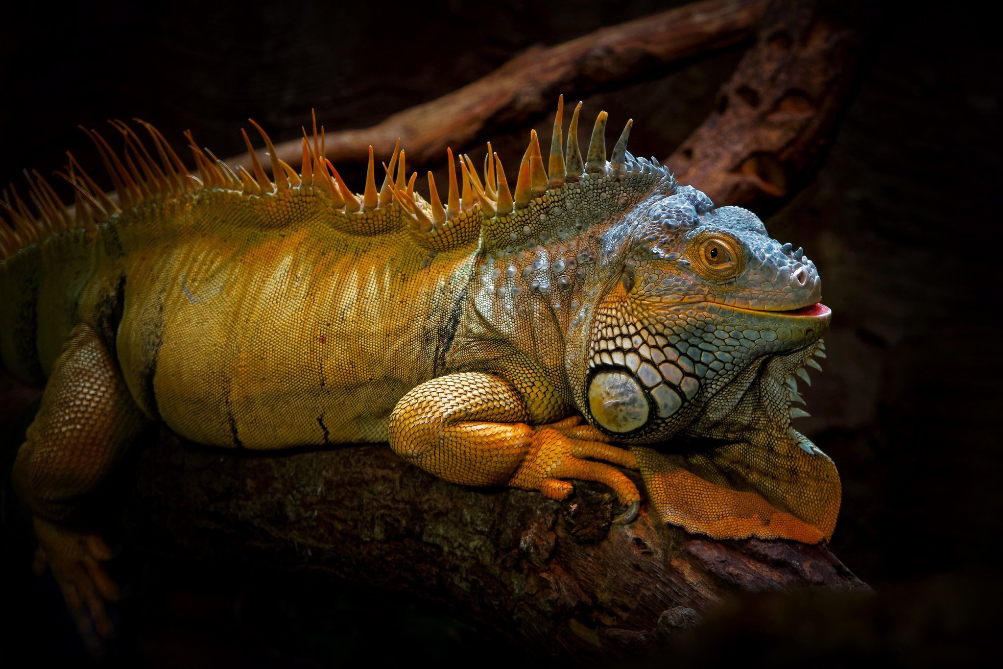 Descarga gratis la imagen Animales, Reptil, Reptiles, Iguana en el escritorio de tu PC