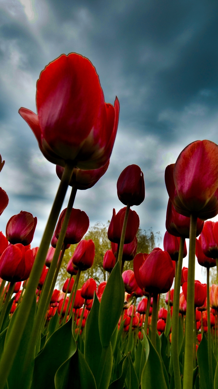 Download mobile wallpaper Flowers, Earth, Tulip for free.