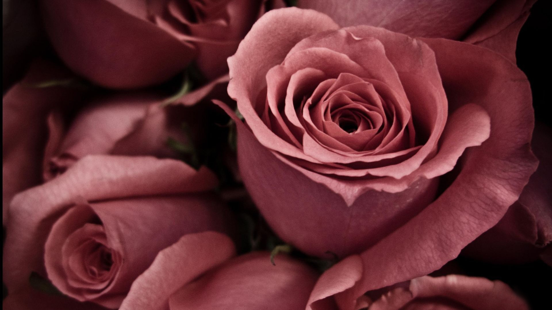 Free download wallpaper Rose, Earth on your PC desktop