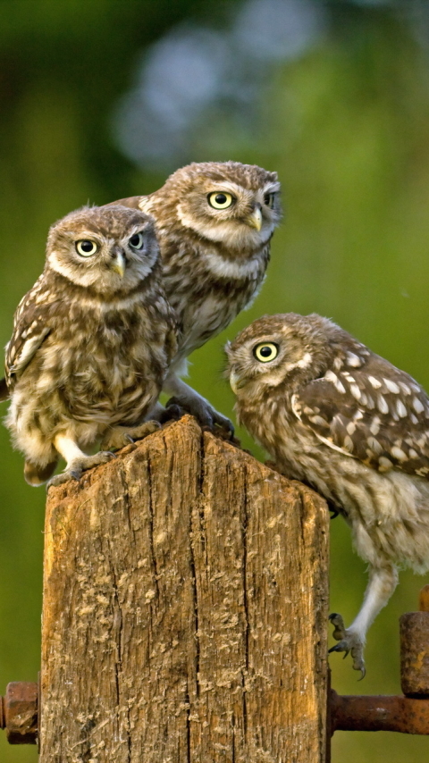 Download mobile wallpaper Birds, Owl, Animal for free.