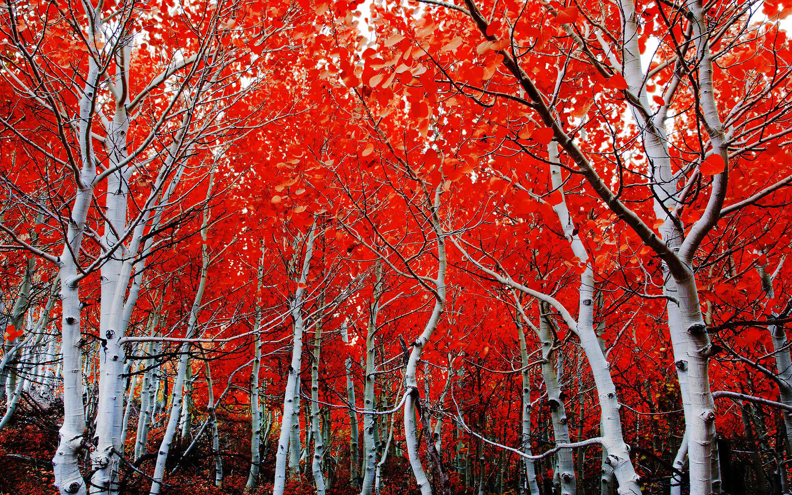 Скачать обои бесплатно Осень, Лес, Береза, Земля/природа картинка на рабочий стол ПК