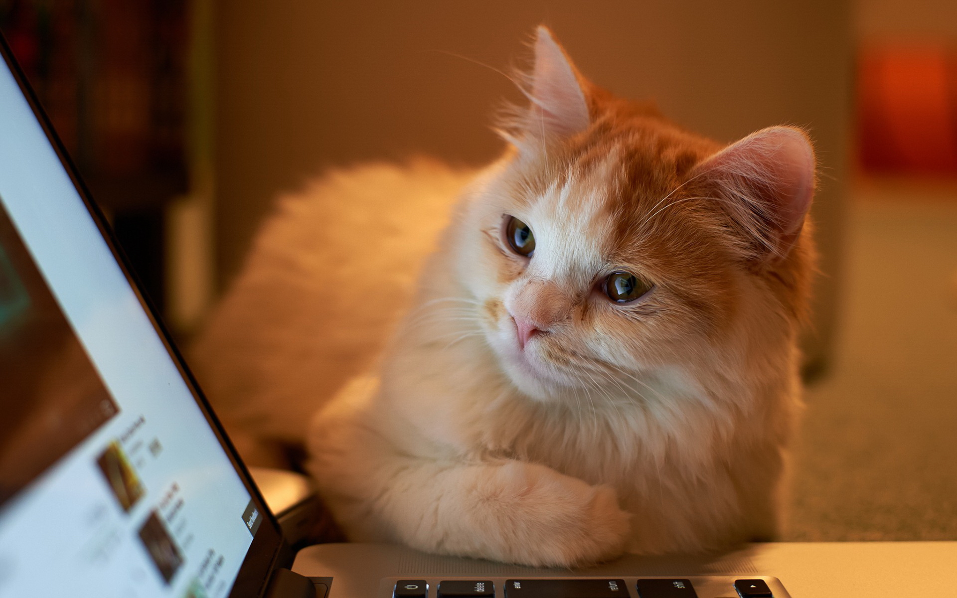 Téléchargez gratuitement l'image Animaux, Chats, Chat sur le bureau de votre PC