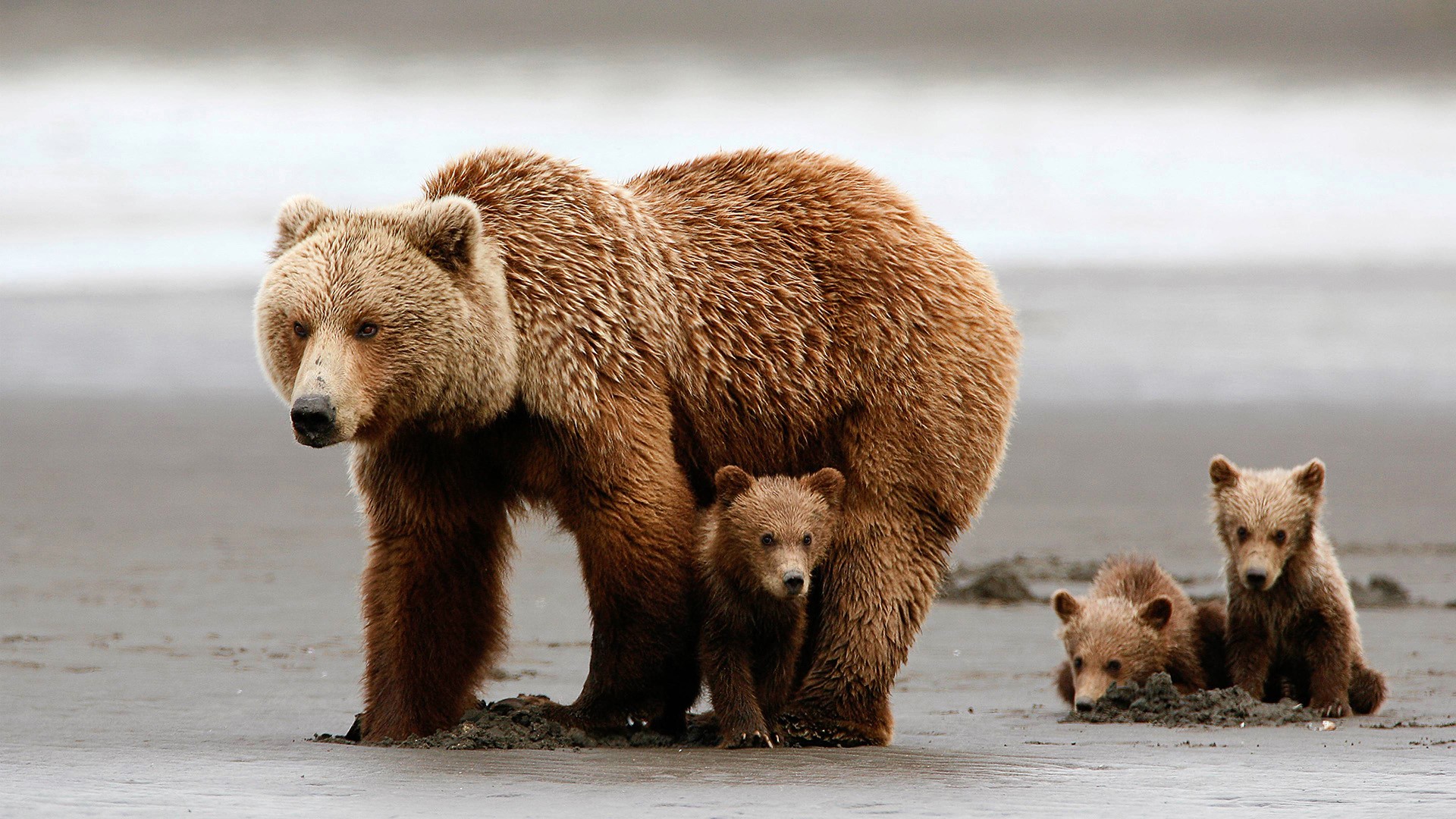 Download mobile wallpaper Bears, Love, Bear, Animal, Baby Animal, Cub for free.
