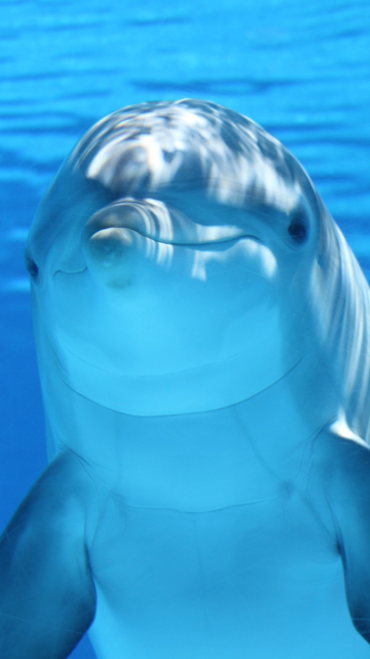 Скачать картинку Животные, Синий, Дельфин, Подводный, Млекопитающее в телефон бесплатно.