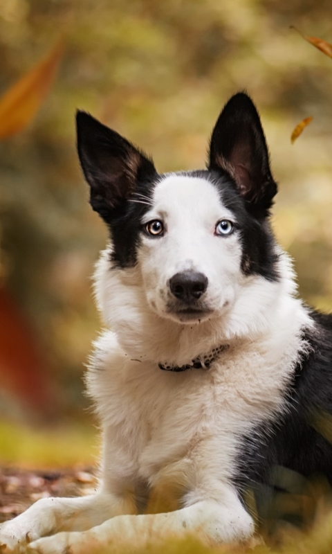 Download mobile wallpaper Dogs, Dog, Animal, Bokeh, Heterochromia for free.