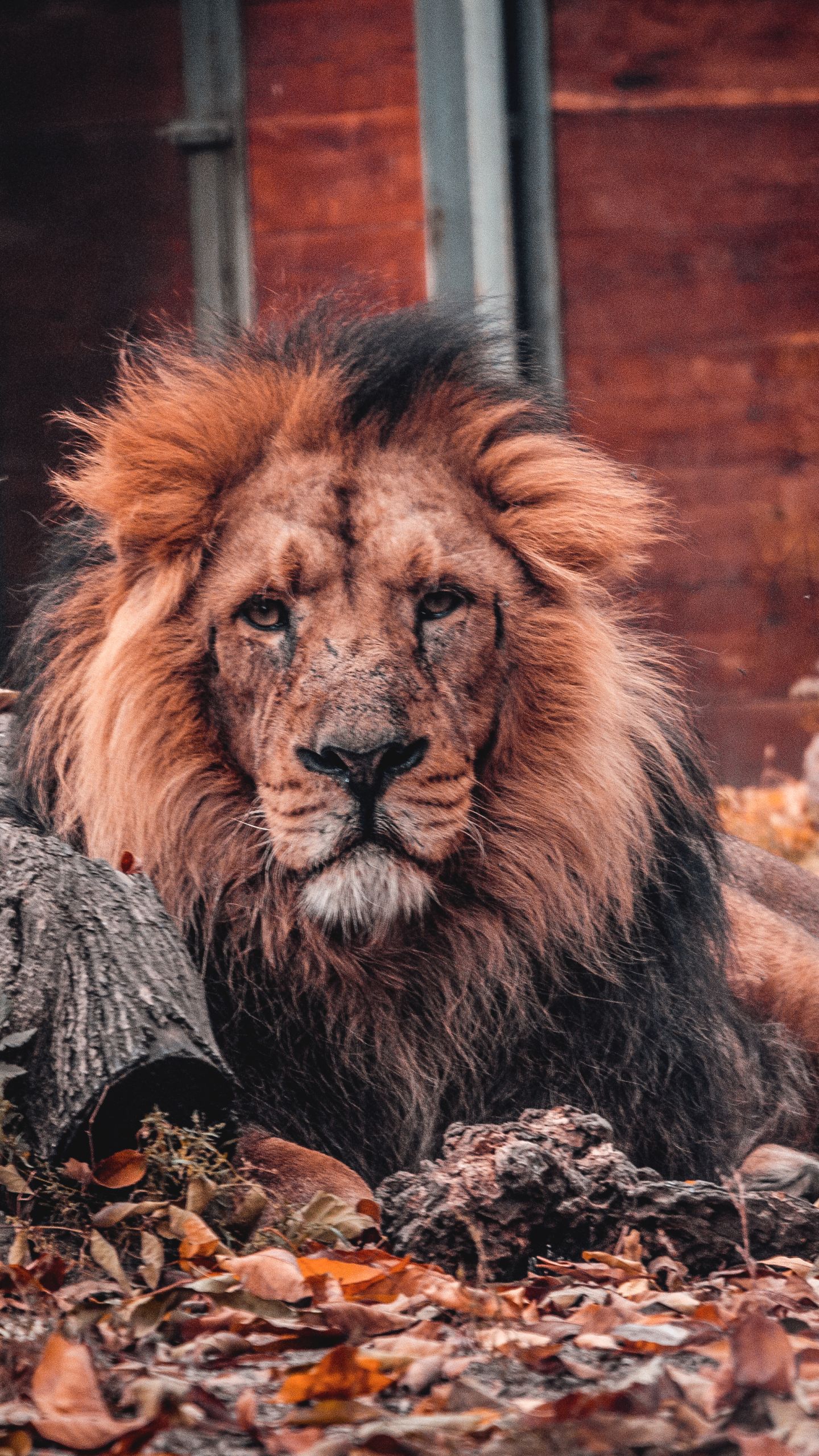 Téléchargez des papiers peints mobile Lion, Chats, Animaux gratuitement.