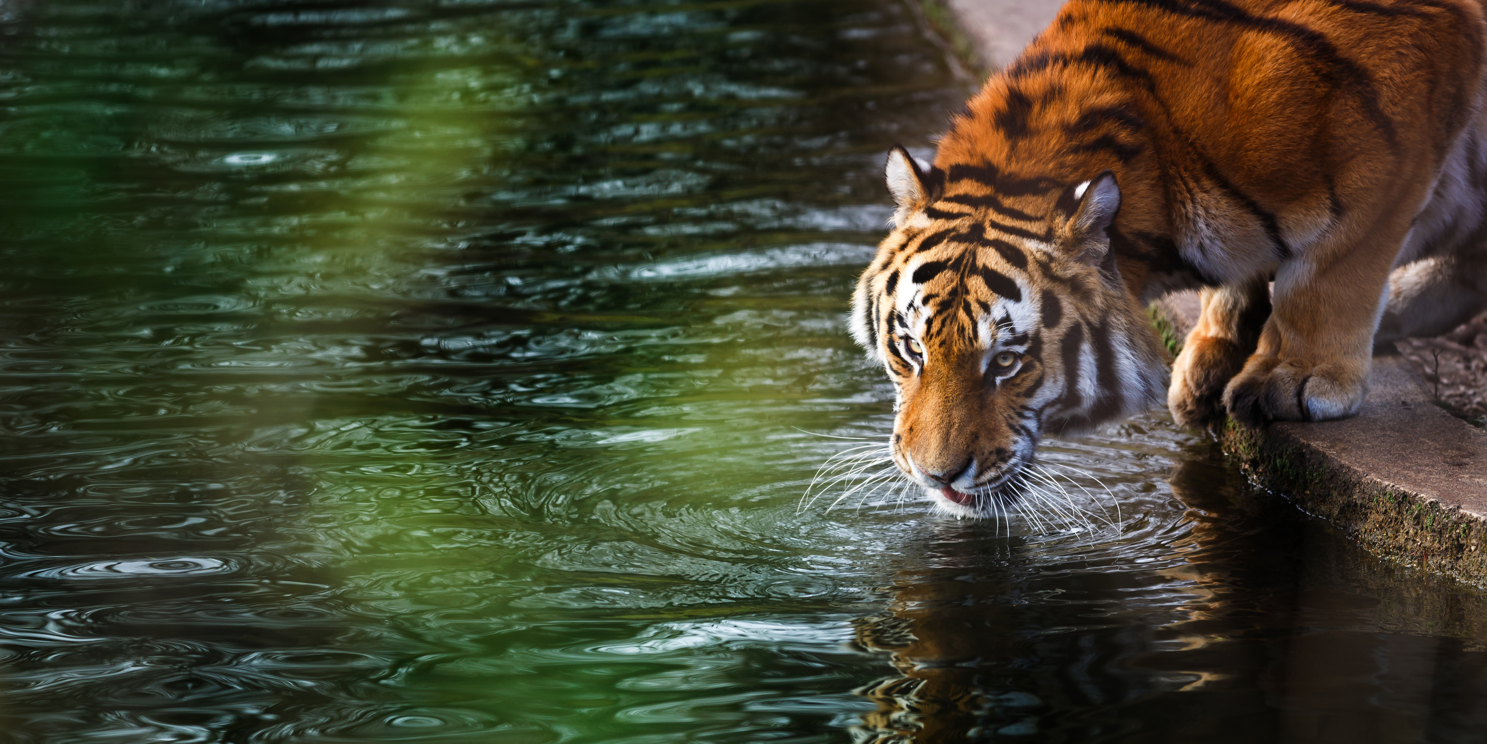 Скачати мобільні шпалери Тигр, Тварина, Коти безкоштовно.