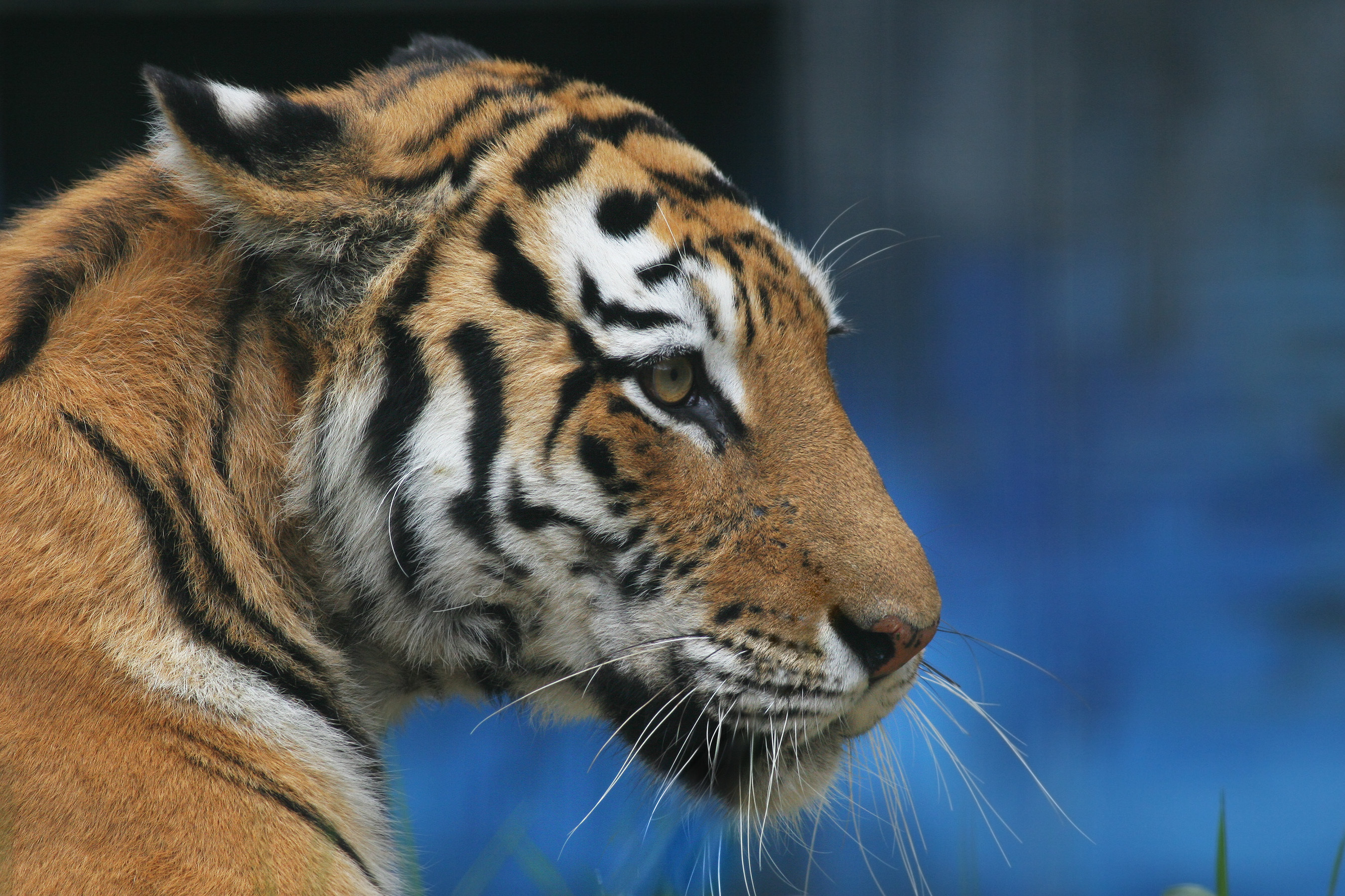 Baixar papel de parede para celular de Animais, Gatos, Tigre gratuito.