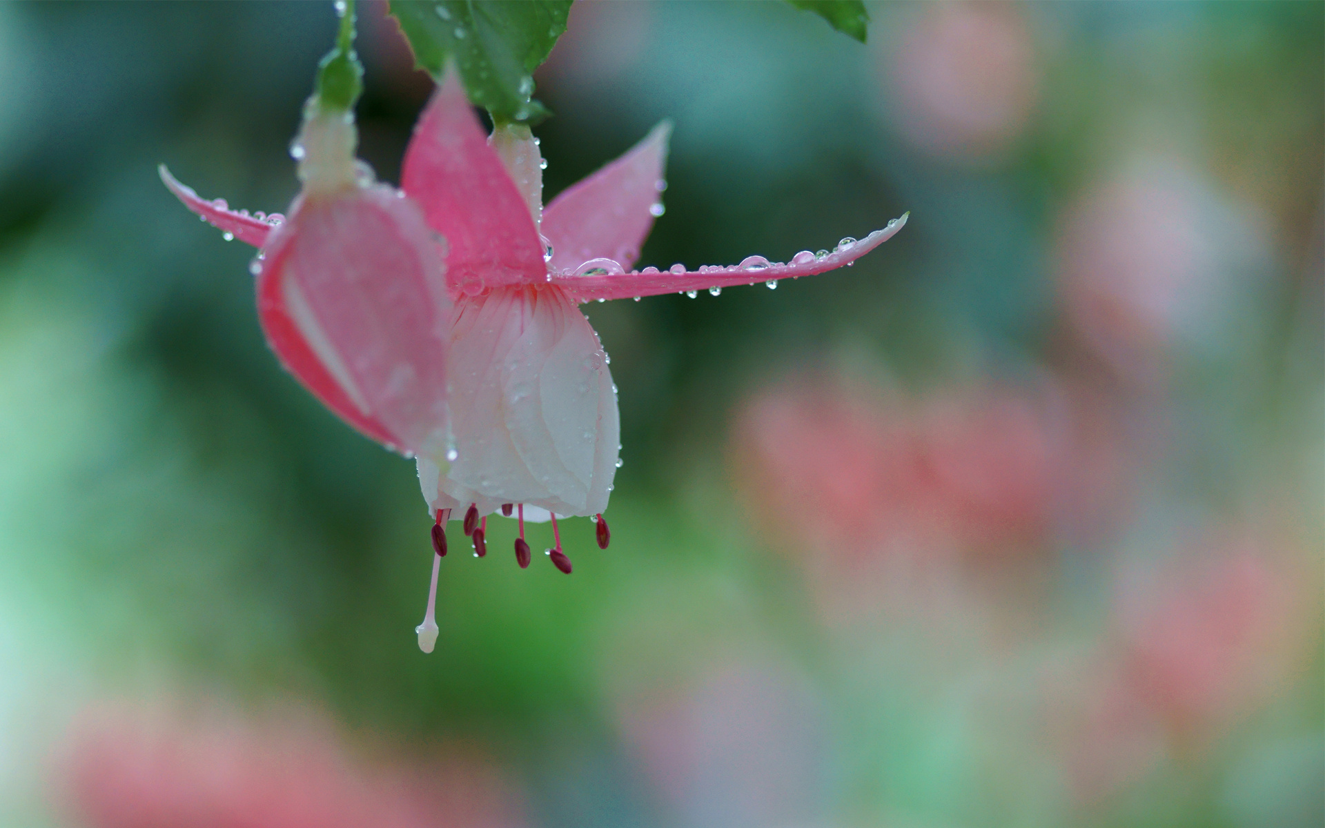 Descarga gratis la imagen Florecer, Flores, Tierra/naturaleza en el escritorio de tu PC